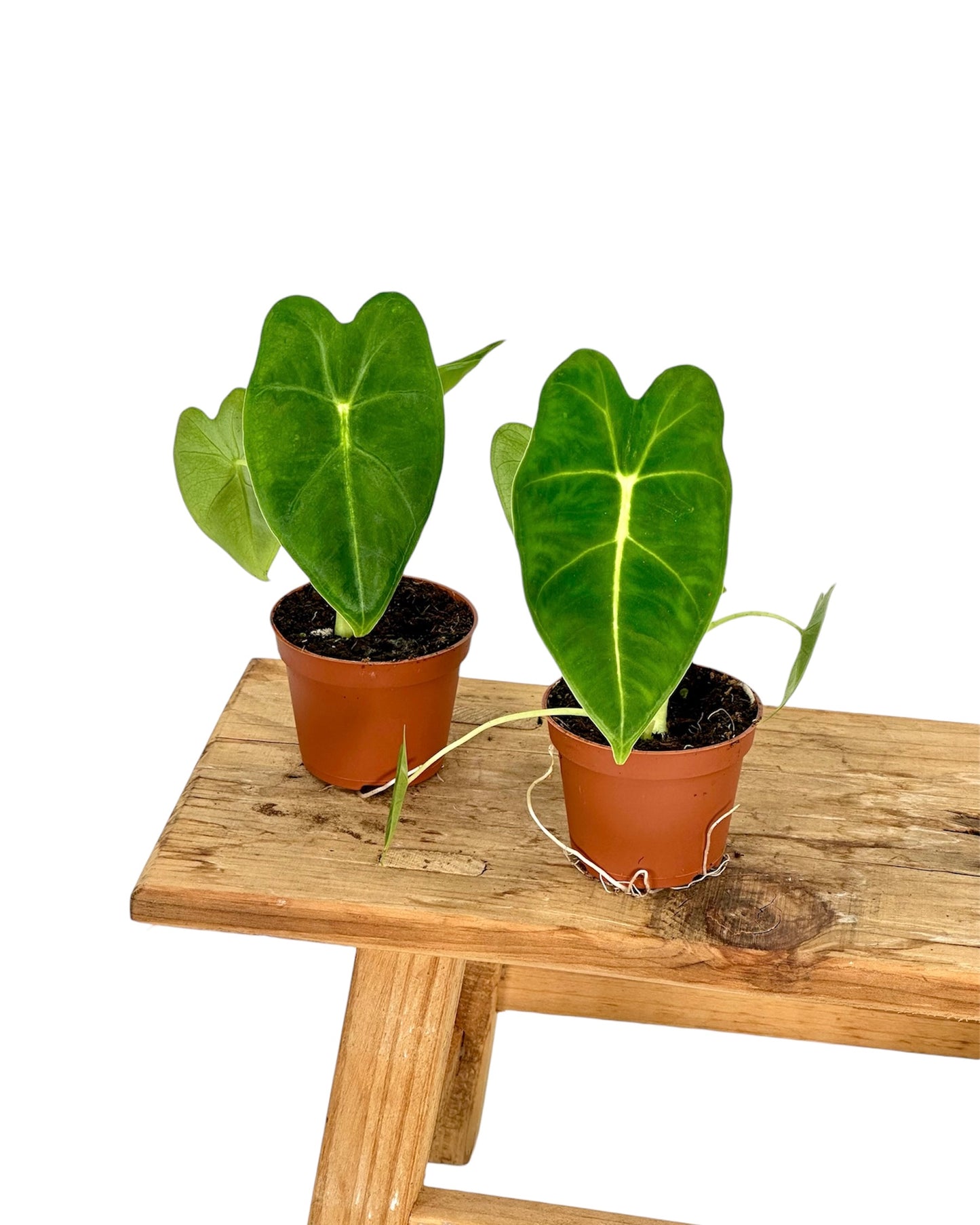 Alocasia Micholitziana Frydek - Baby plant