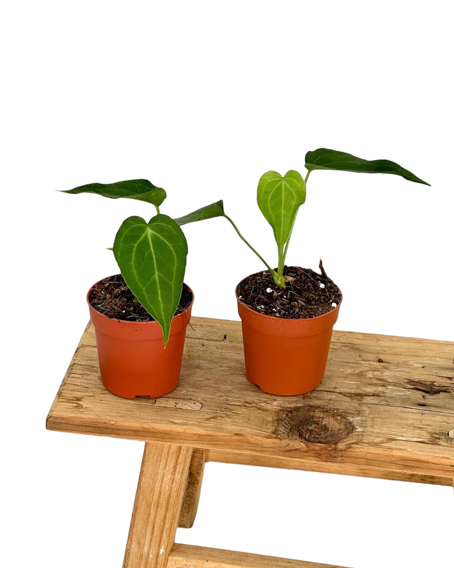 Anthurium Delta Force