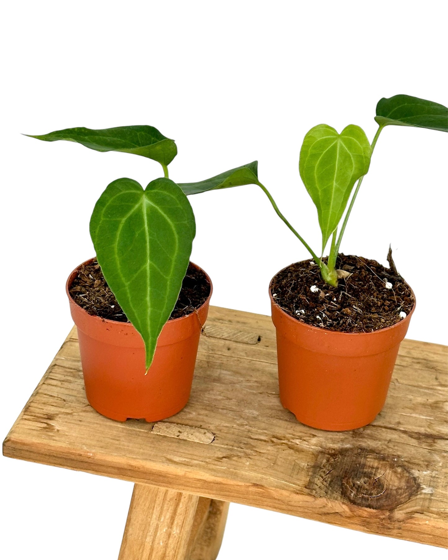 Anthurium Delta Force