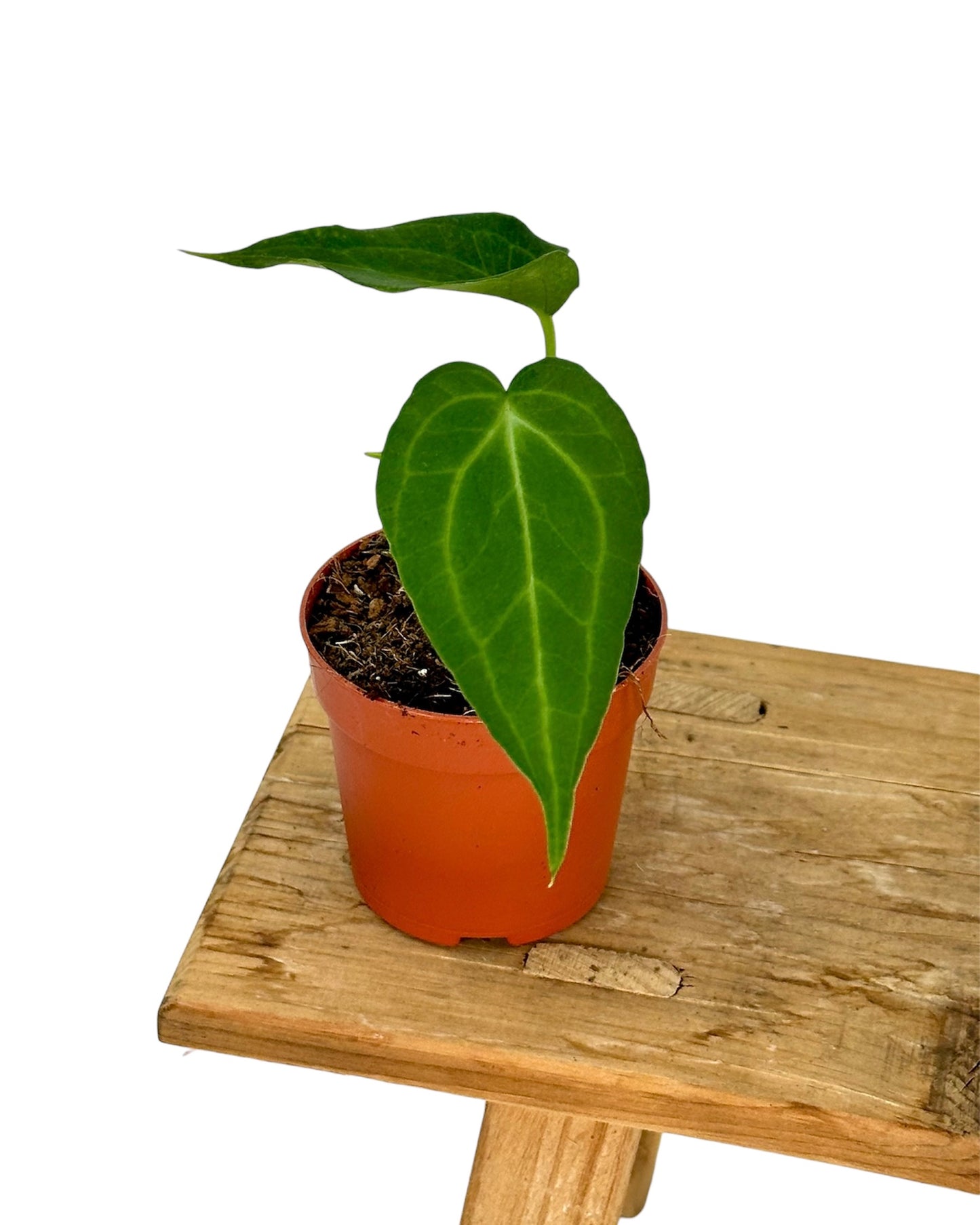 Anthurium Delta Force