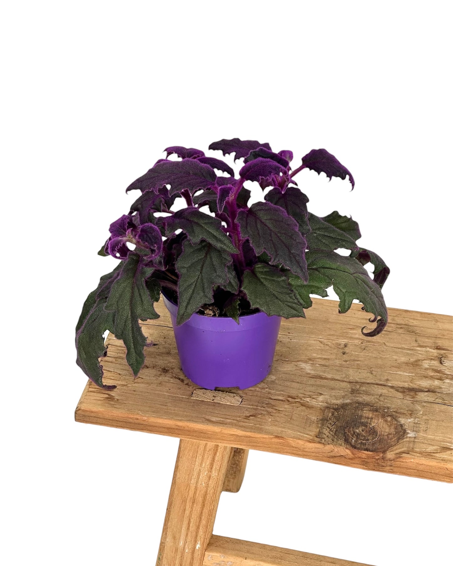 Gynura Purple Passion 'S'