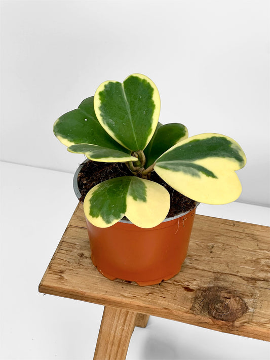 Hoya Kerrii variegata