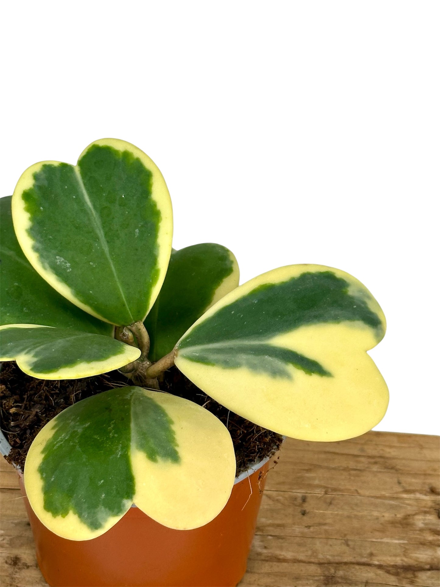 Hoya Kerrii variegata