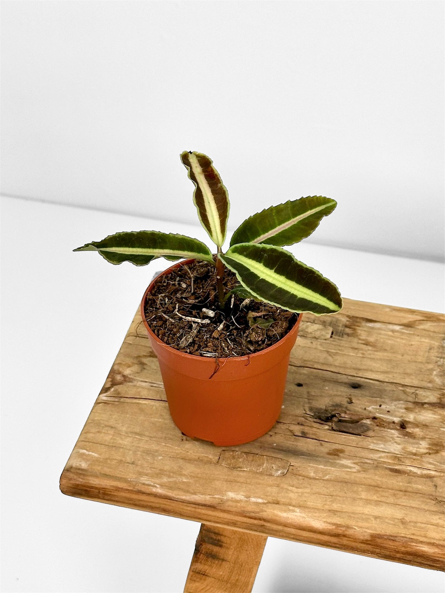 Labisia Jabi - Baby plant
