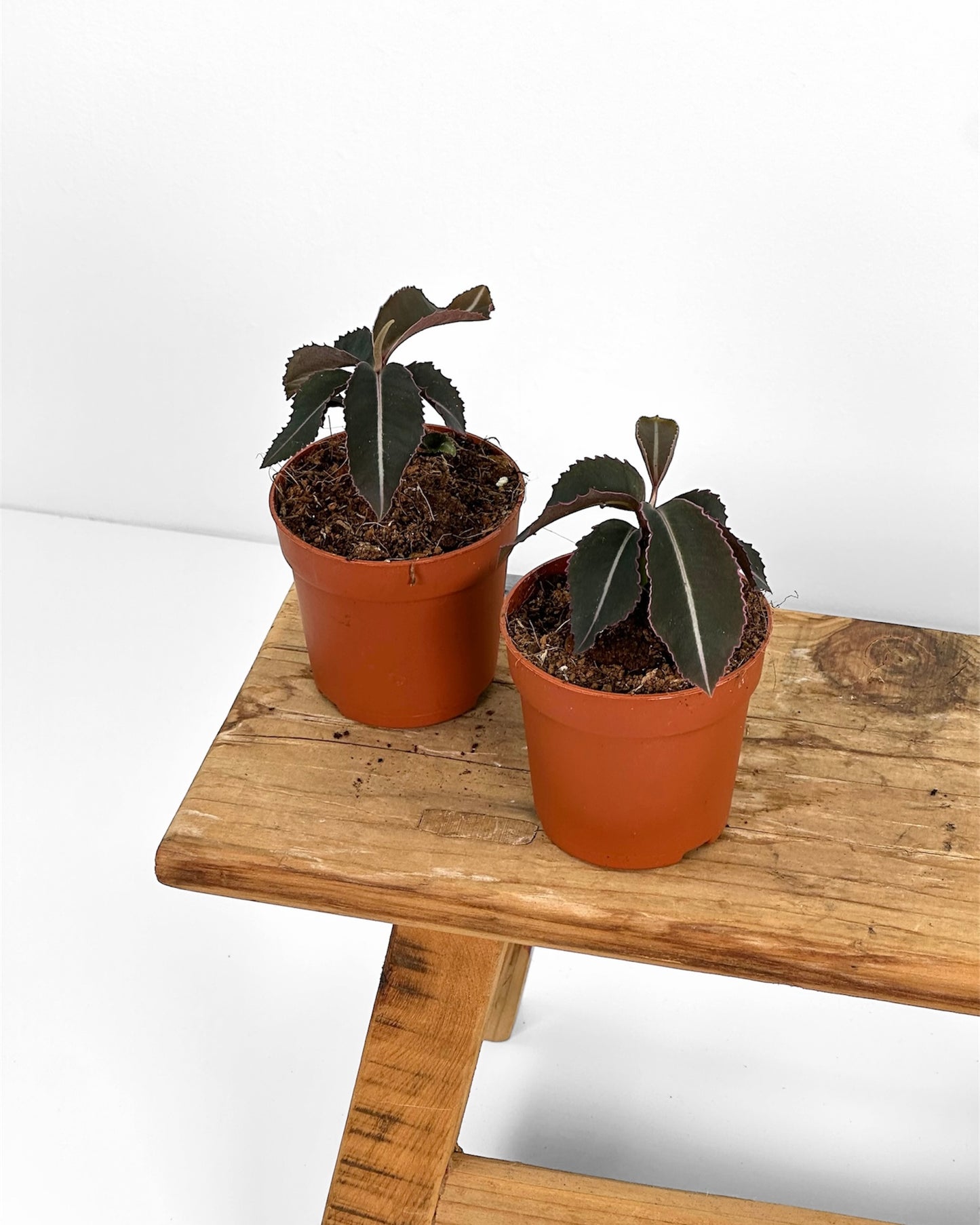 Labisia Pumila - Baby plant