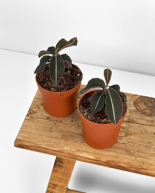 Labisia Pumila - Baby plant