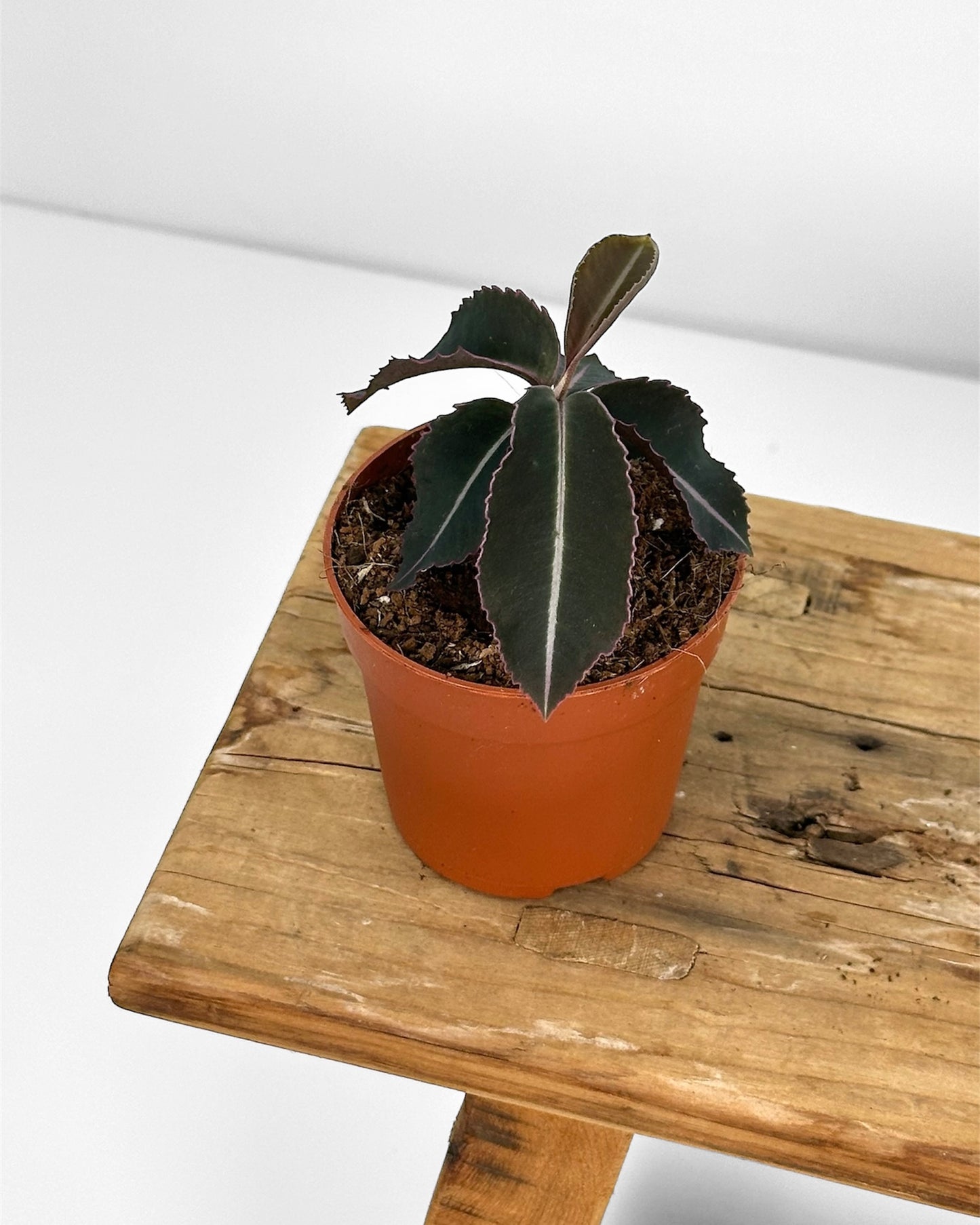 Labisia Pumila - Baby plant