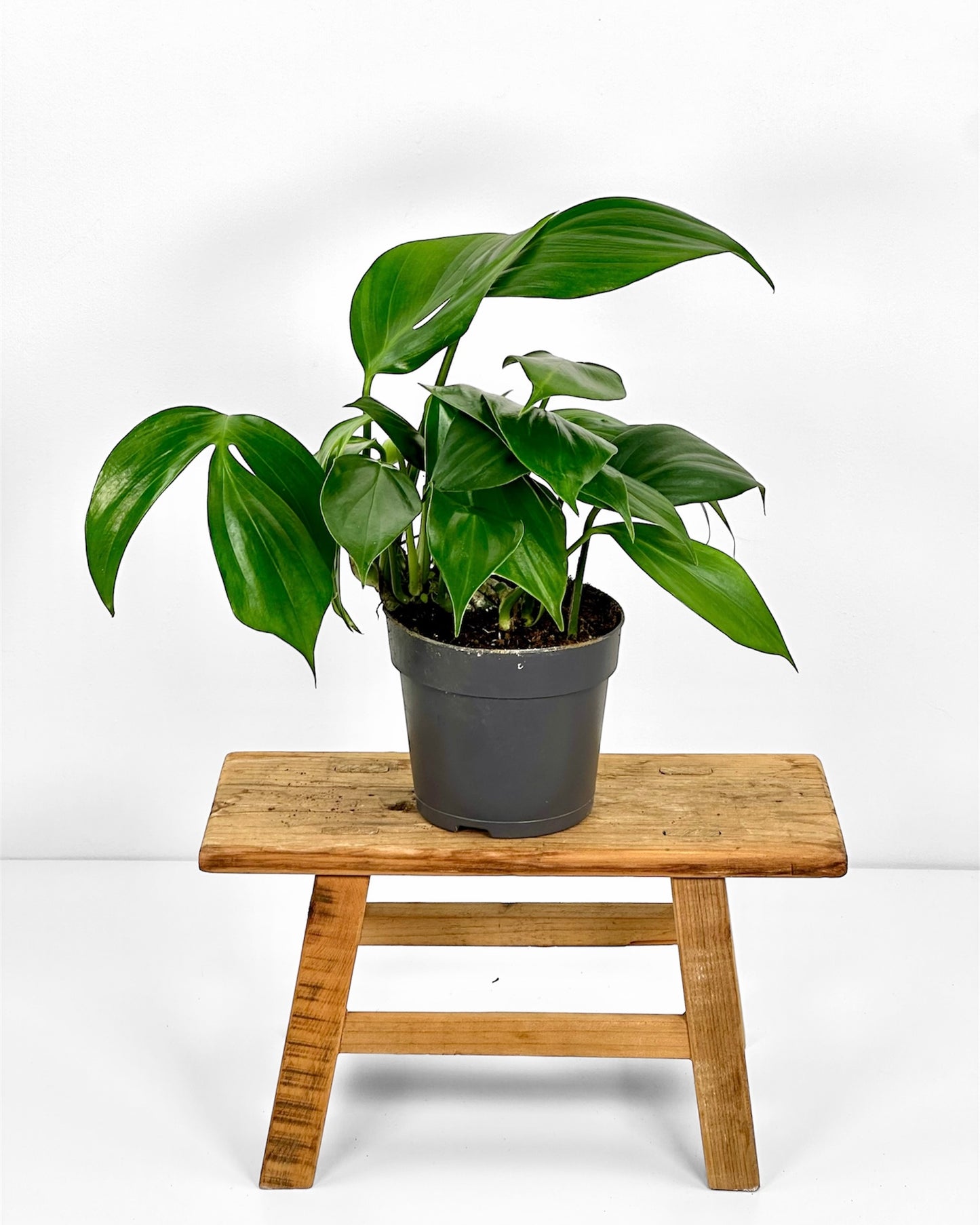 Philodendron Dragon Tail- Rhaphidophora Decursiva