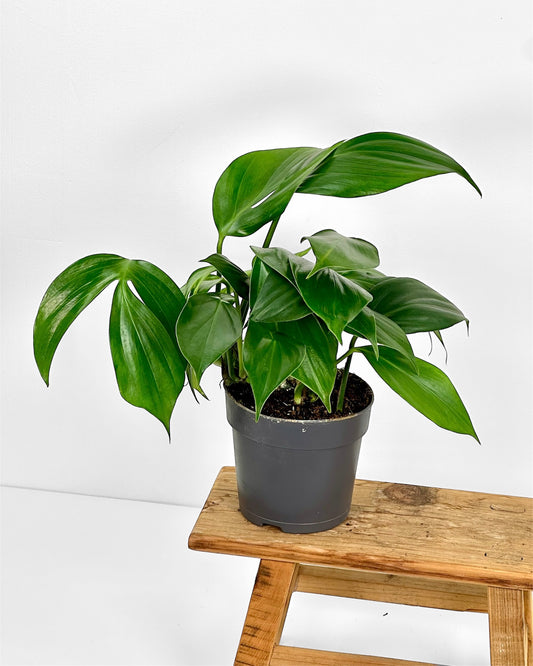 Philodendron Dragon Tail- Rhaphidophora Decursiva