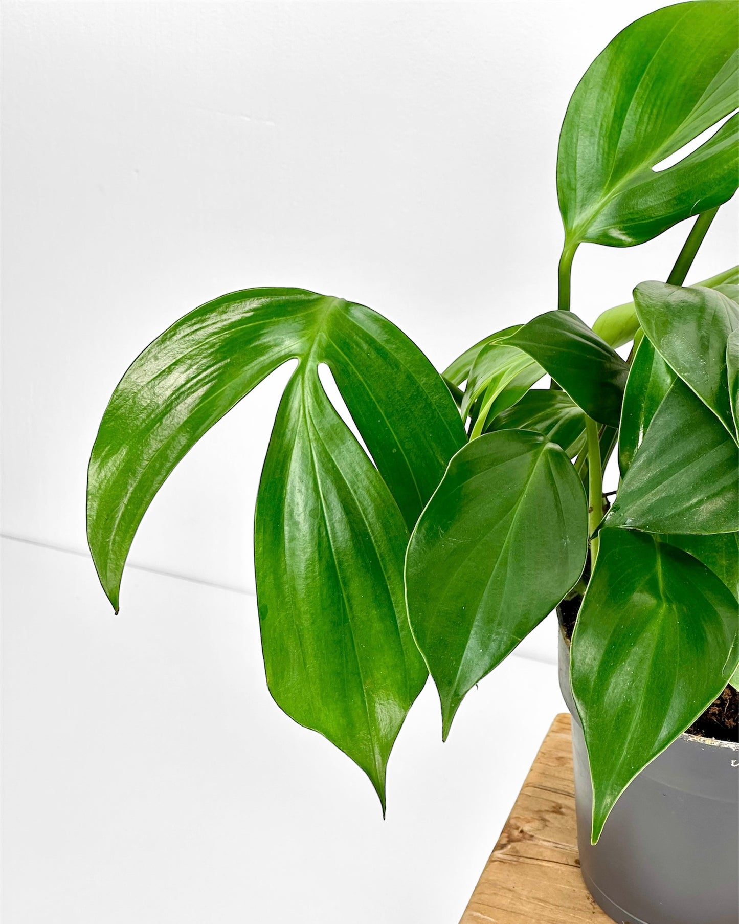 Philodendron Dragon Tail- Rhaphidophora Decursiva