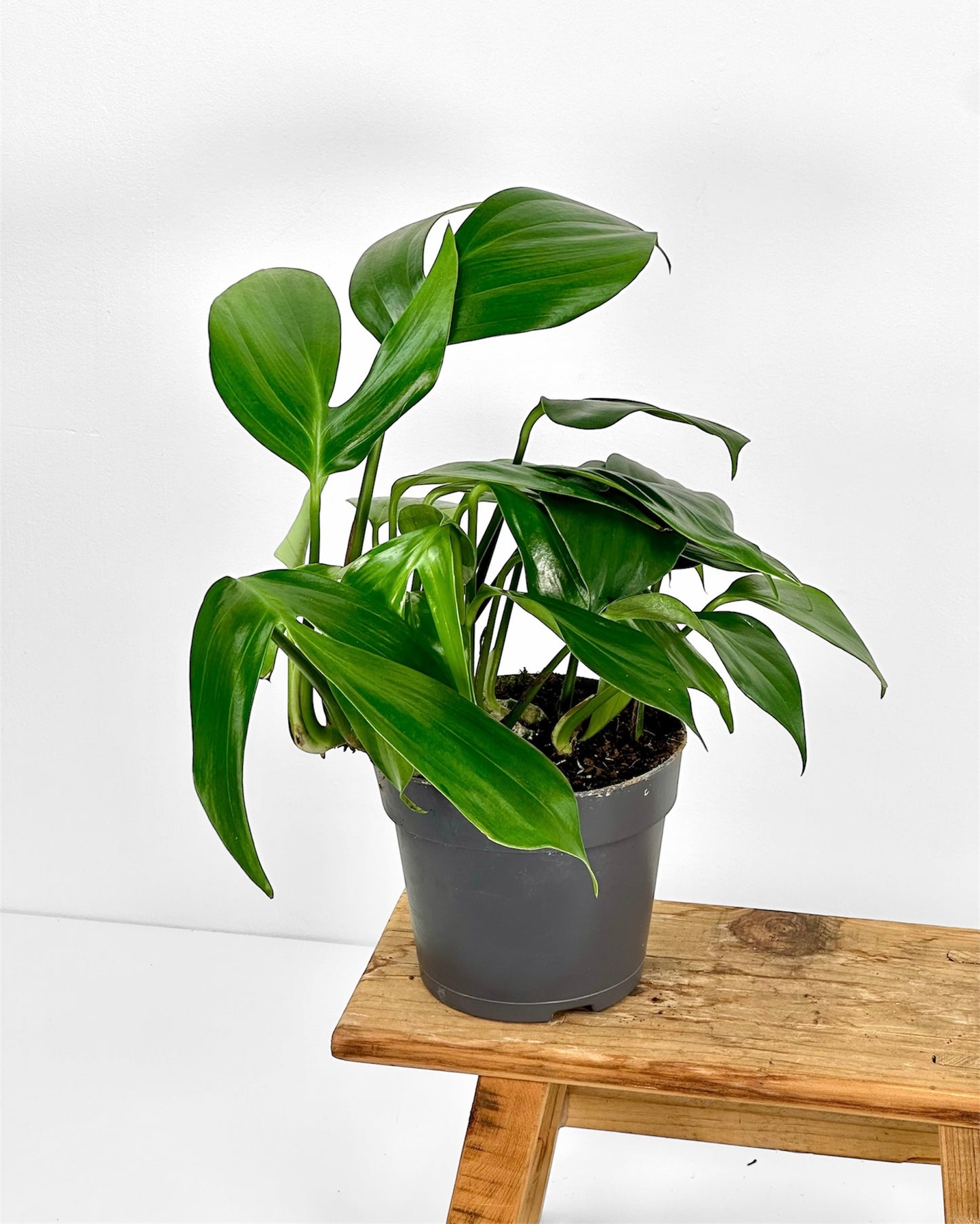 Philodendron Dragon Tail- Rhaphidophora Decursiva