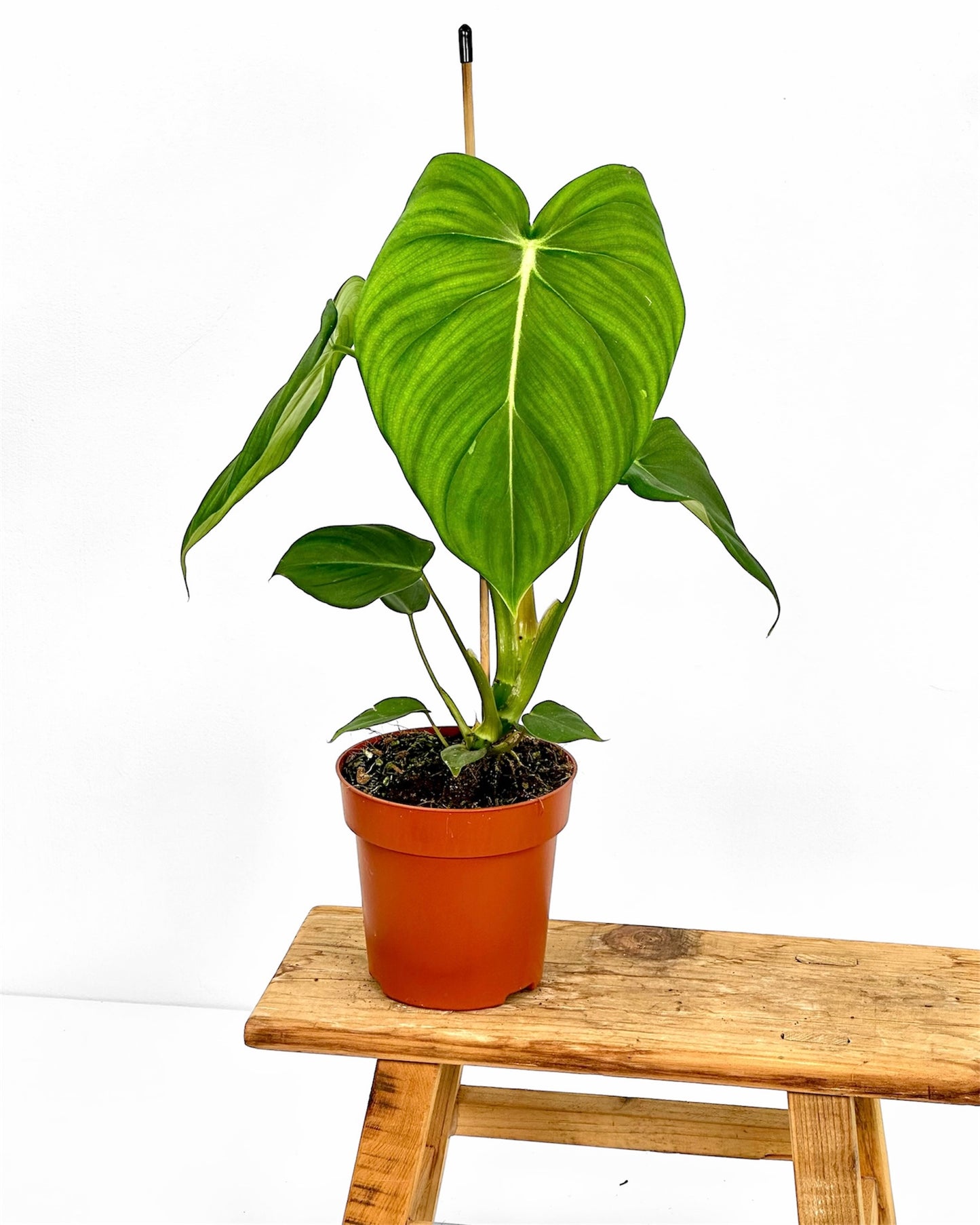 Philodendron Pastazanum x Mc Dowell