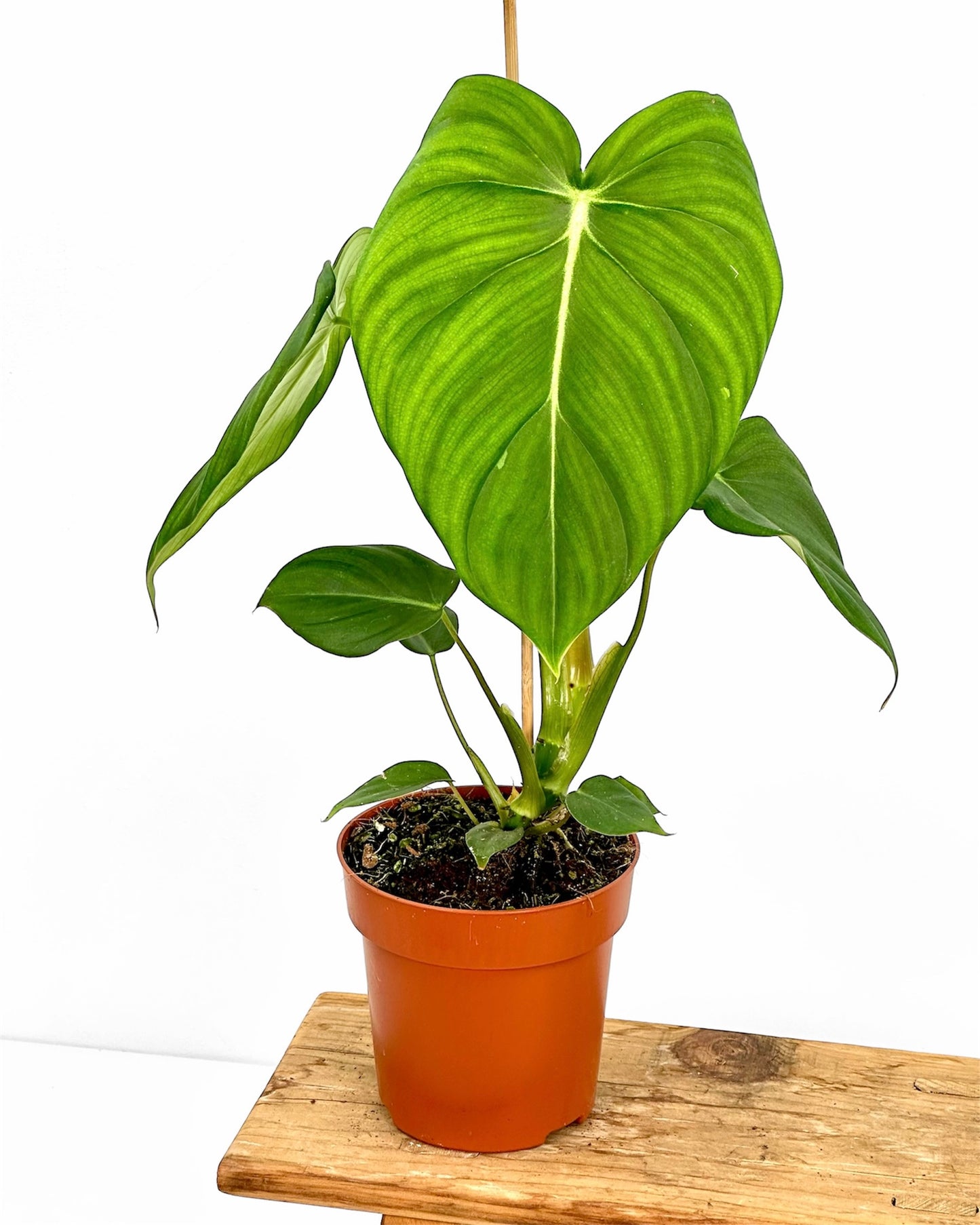 Philodendron Pastazanum x Mc Dowell