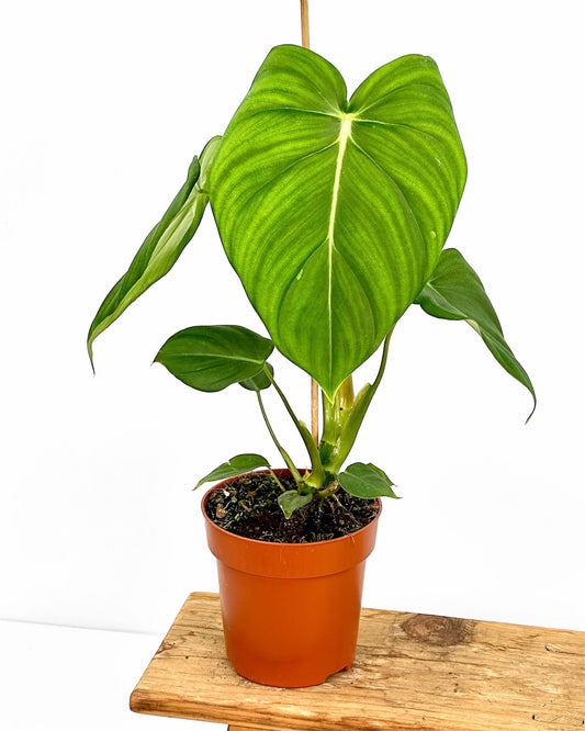 Philodendron Pastazanum x Mc Dowell
