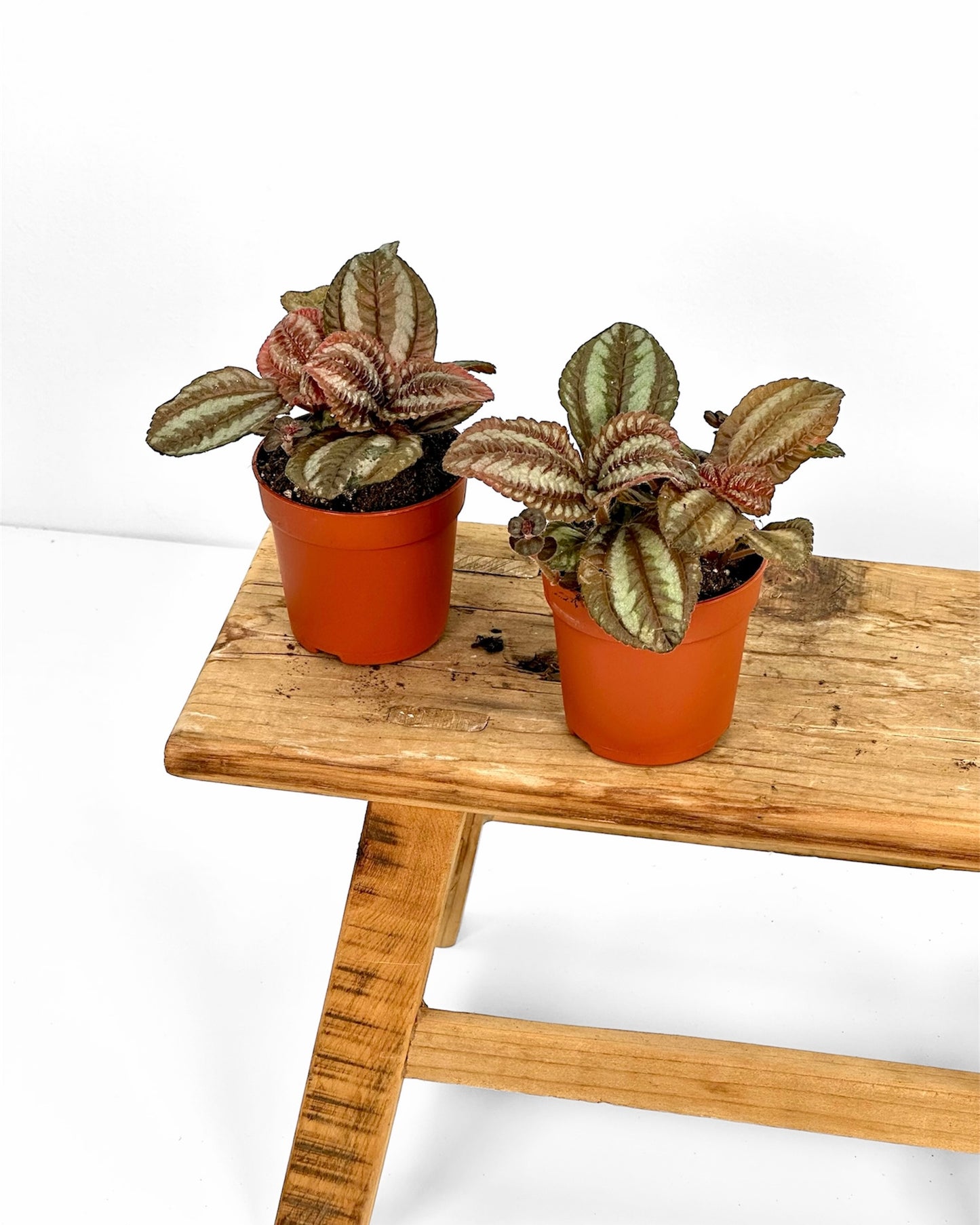 Pilea Norfolk - Baby plant