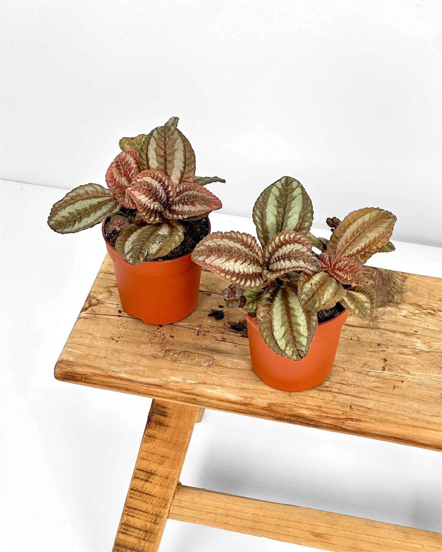 Pilea Norfolk - Baby plant