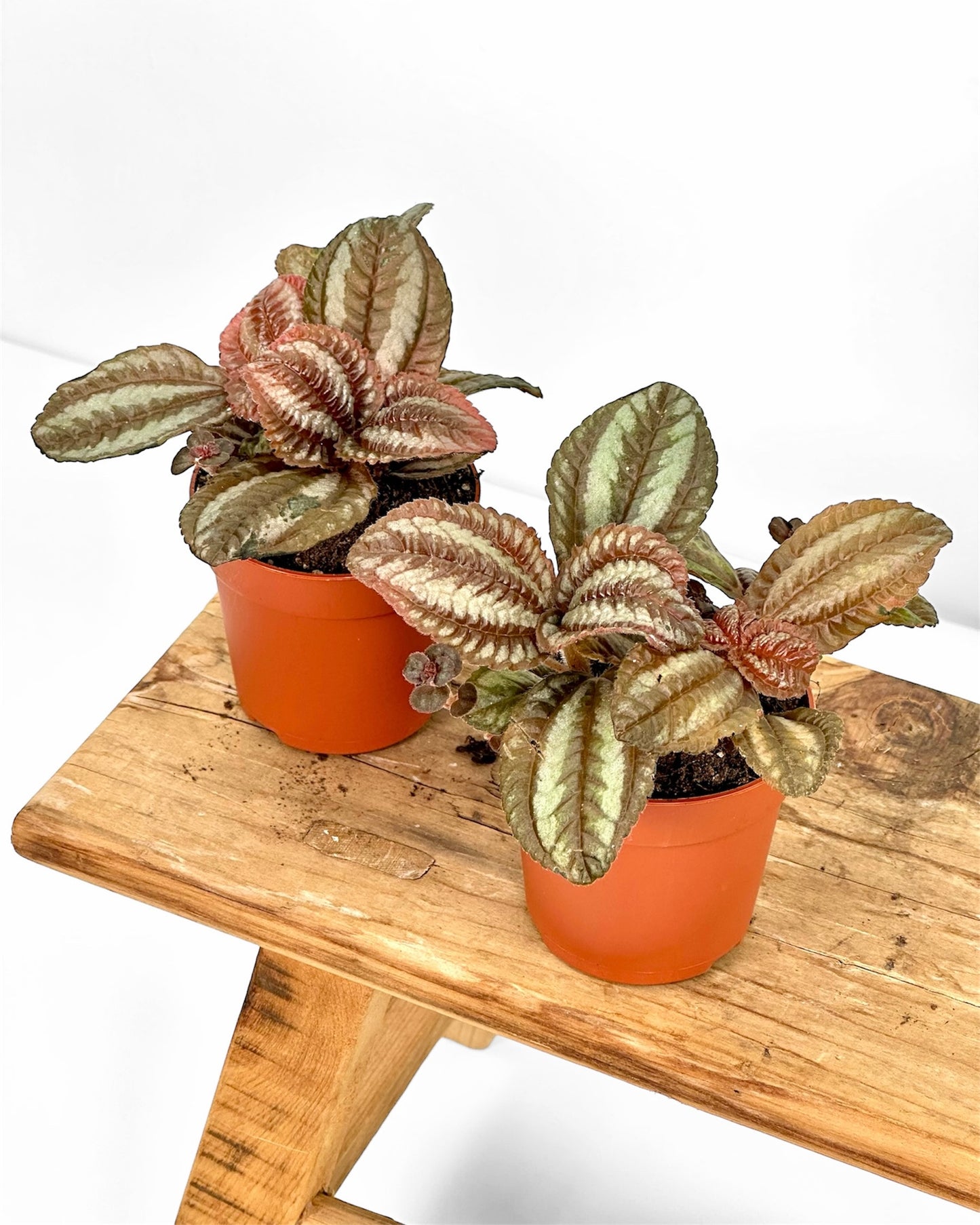 Pilea Norfolk - Baby plant