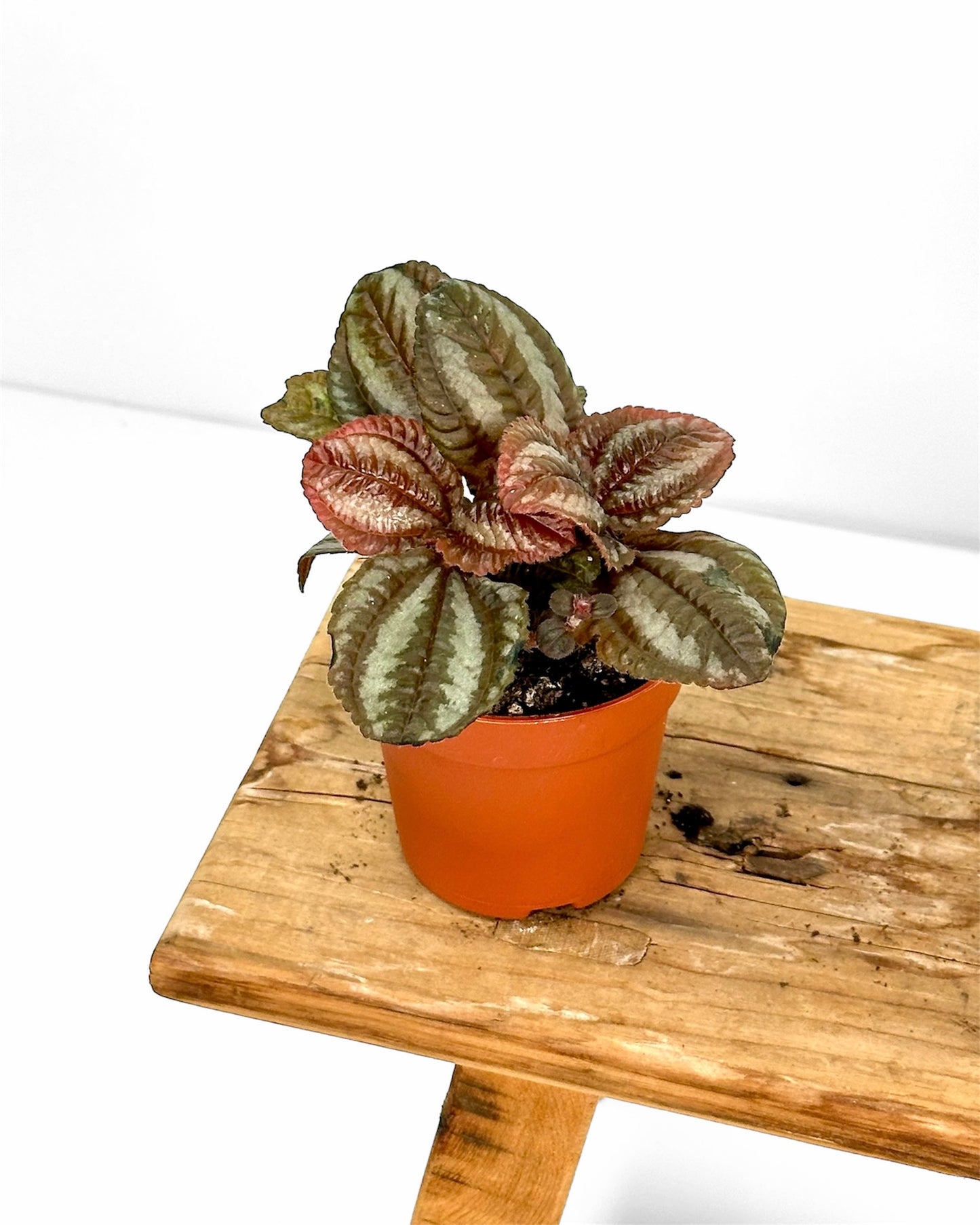 Pilea Norfolk - Baby plant