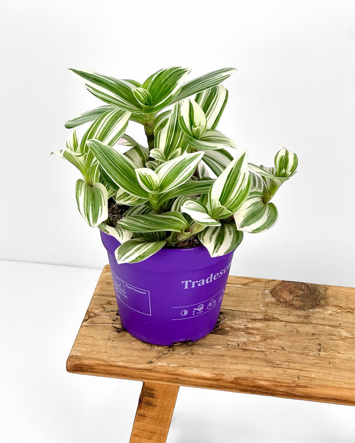 Tradescantia Nanouk blanc