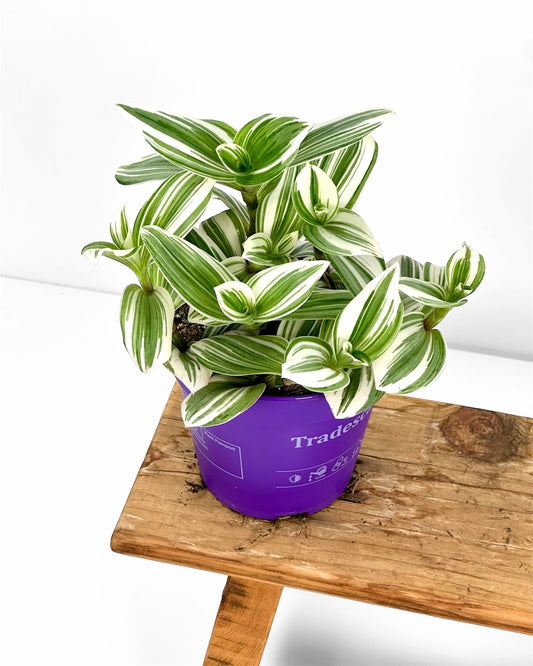 Tradescantia Nanouk blanc