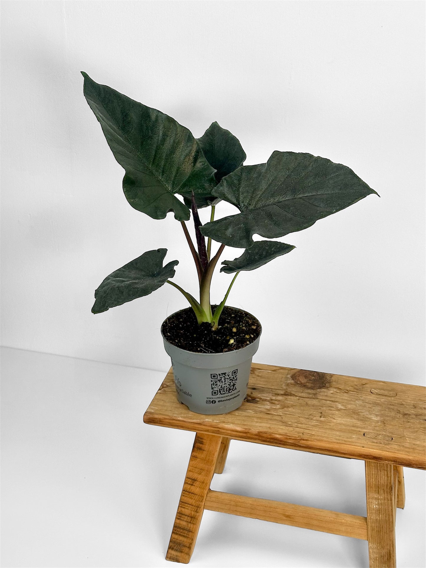 Alocasia Antoro Velvet