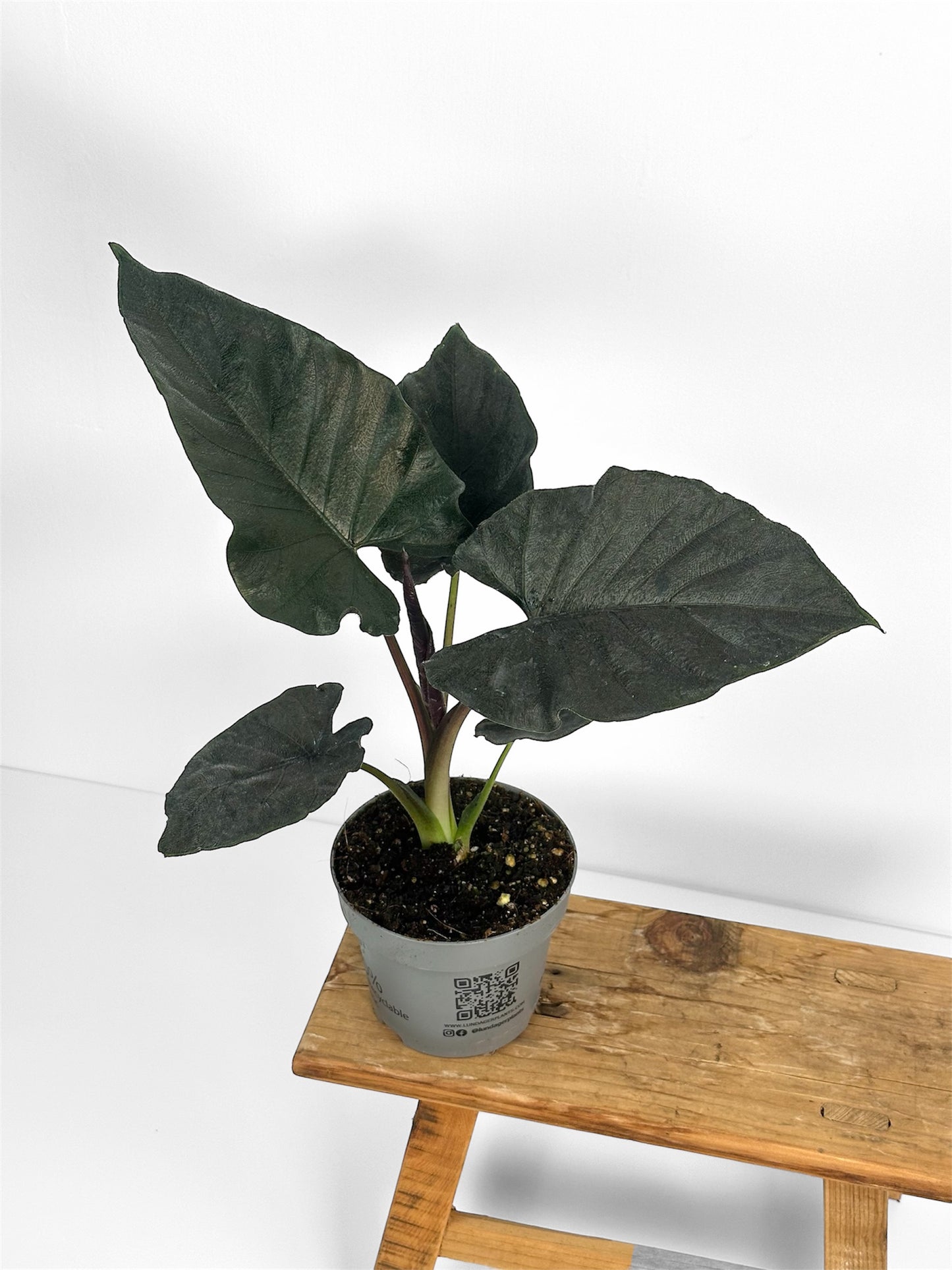 Alocasia Antoro Velvet