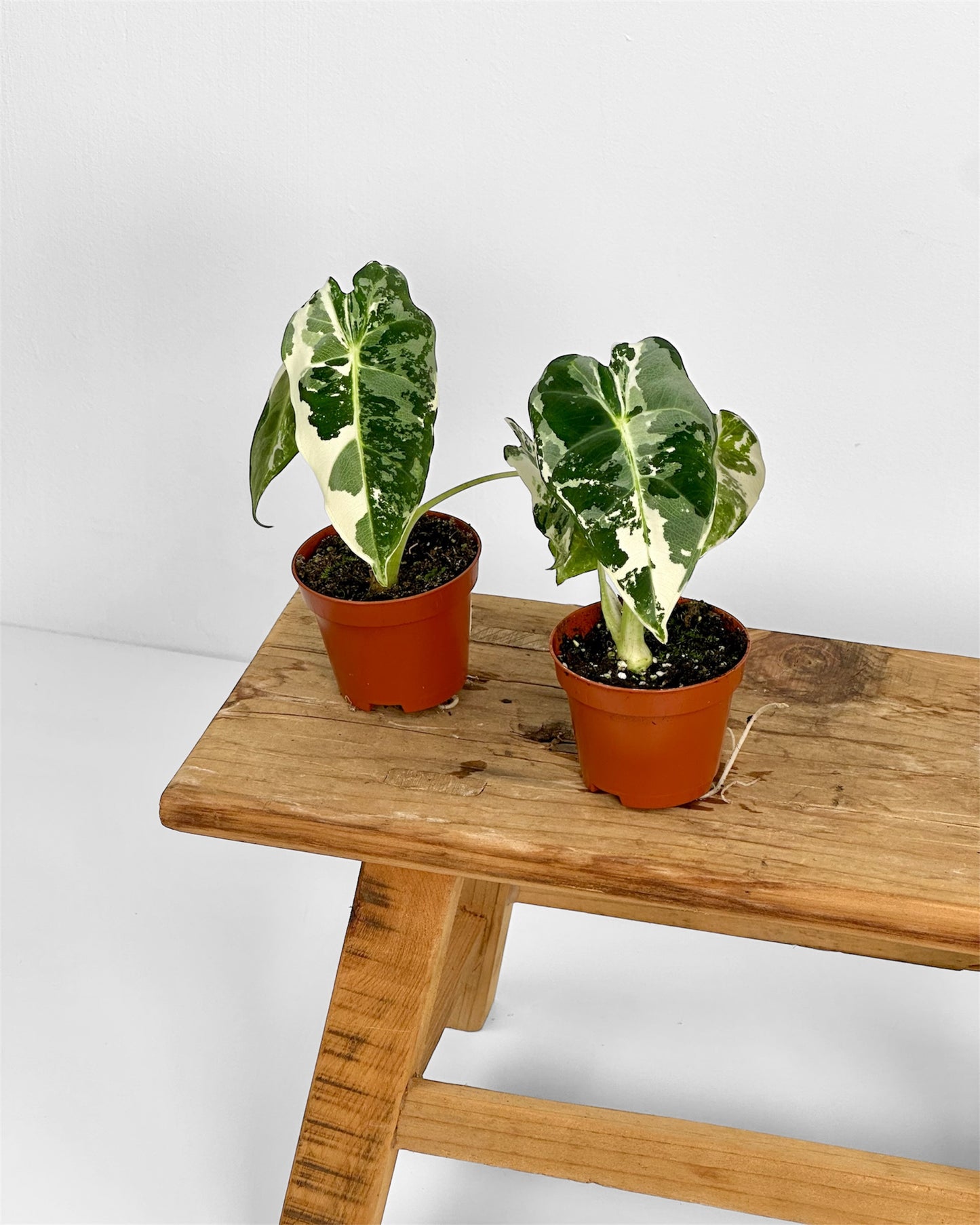 Alocasia Frydek variegata - Baby plant