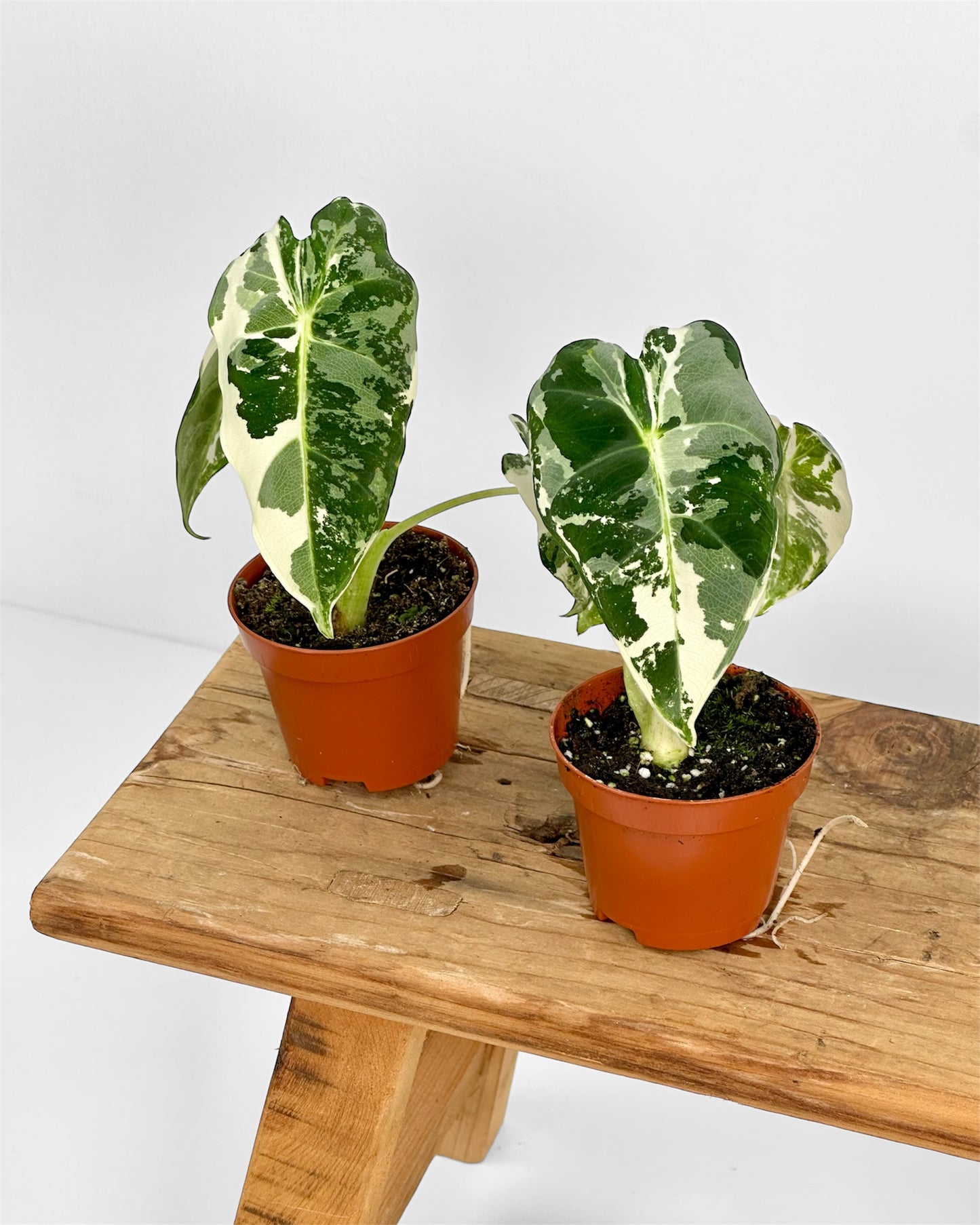 Alocasia Frydek variegata - Baby plant