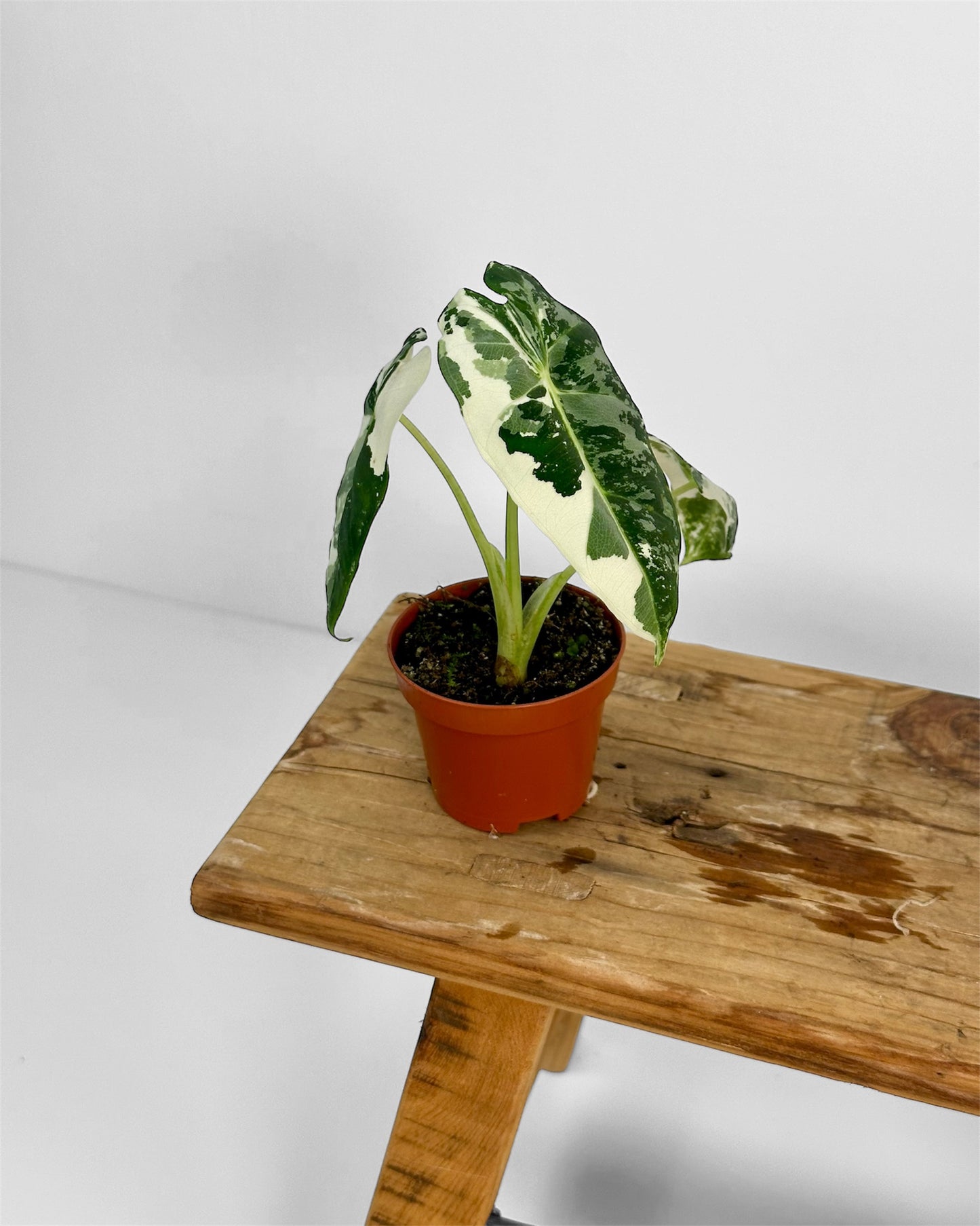 Alocasia Frydek variegata - Baby plant