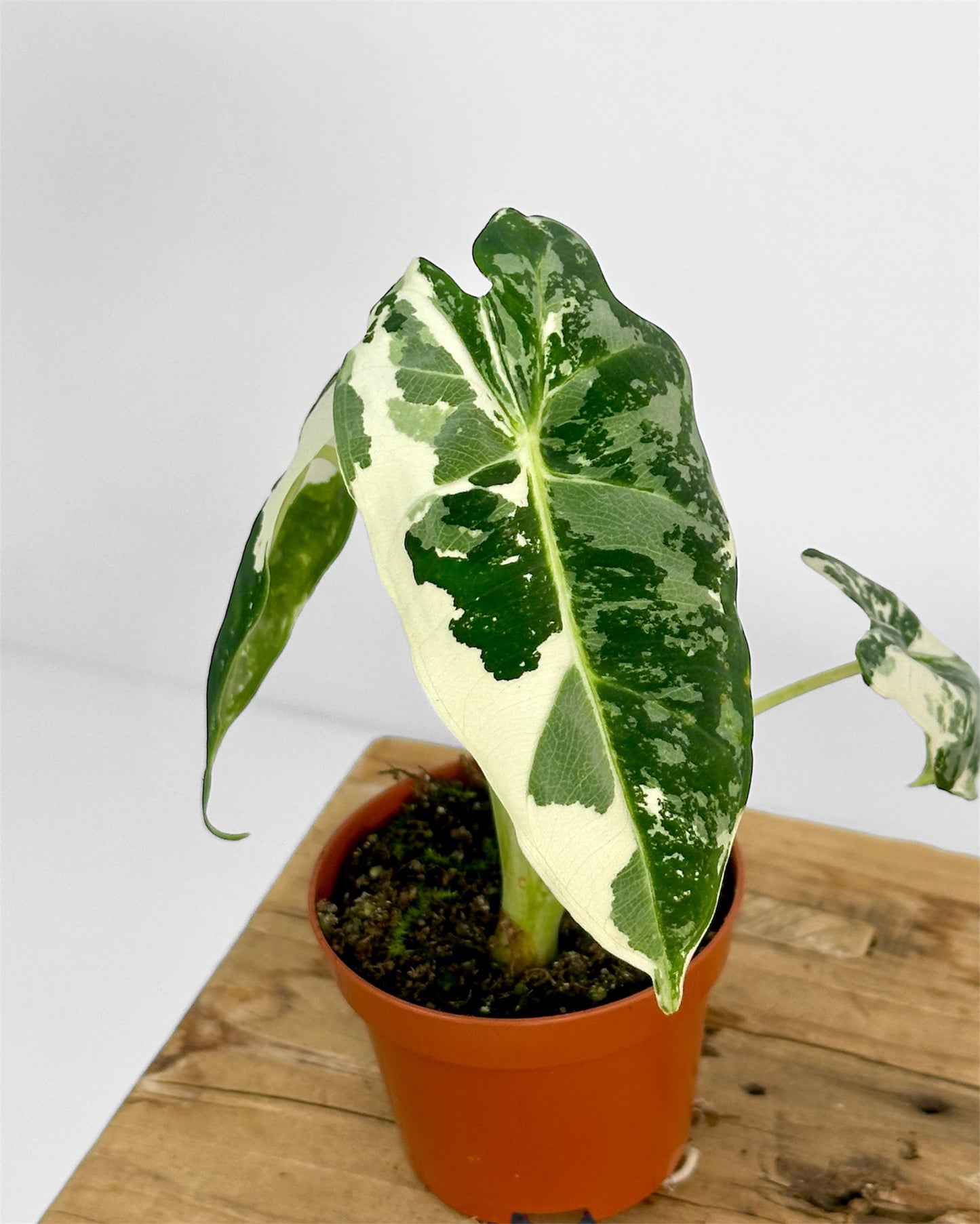 Alocasia Frydek variegata - Baby plant