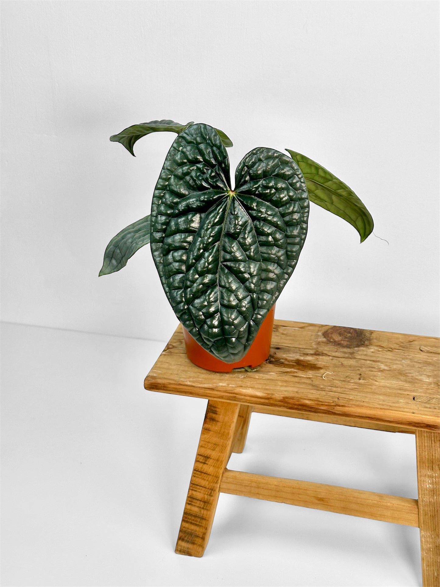 Anthurium Luxurians