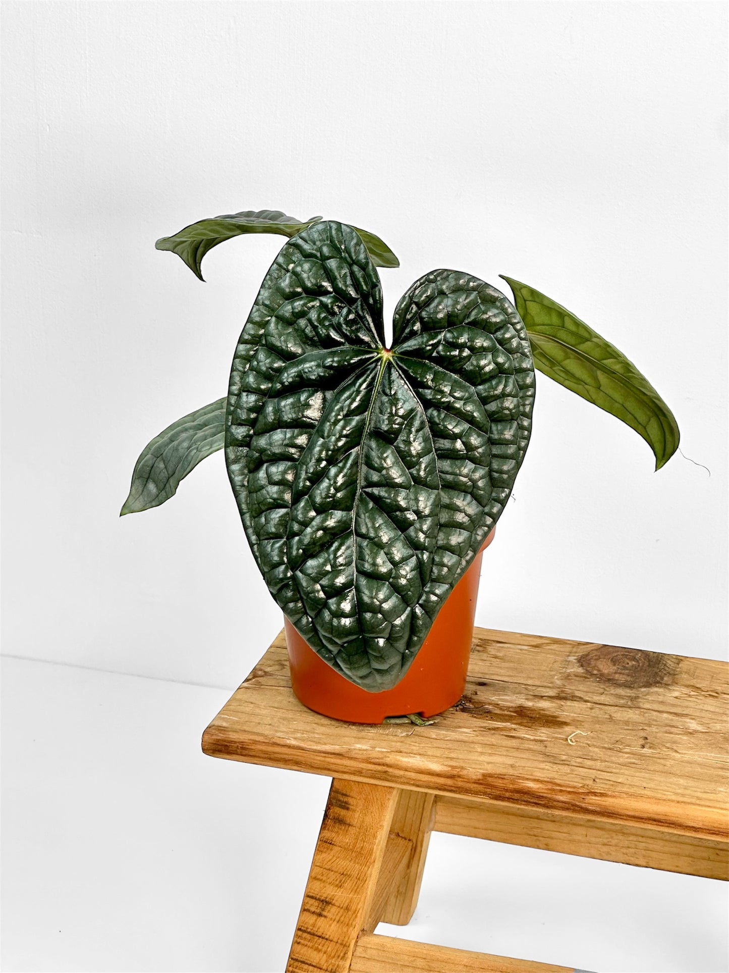Anthurium Luxurians