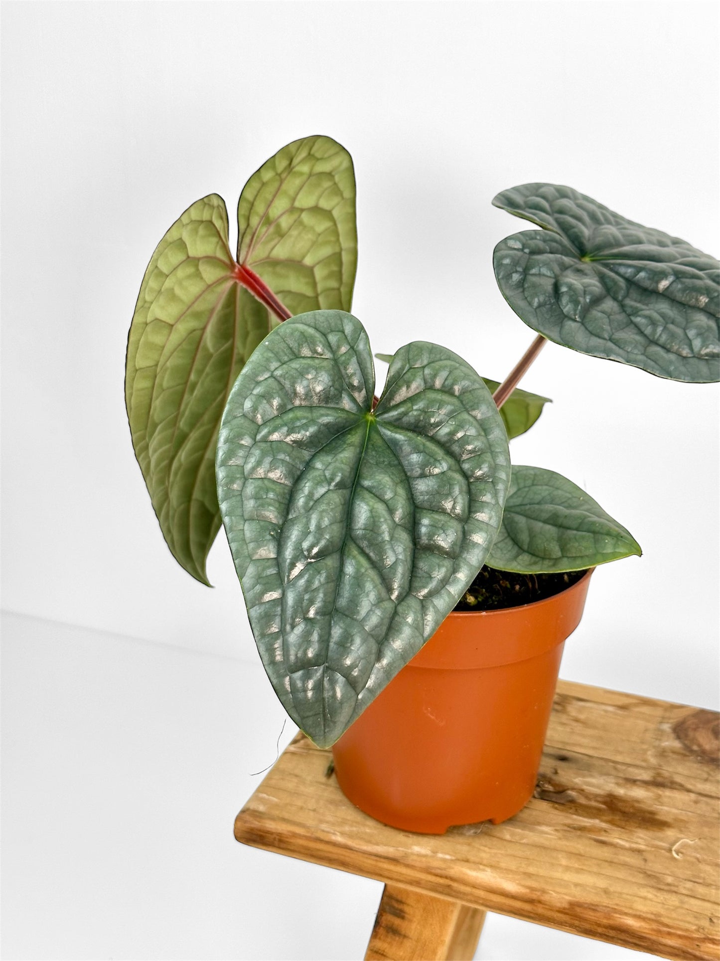 Anthurium Luxurians