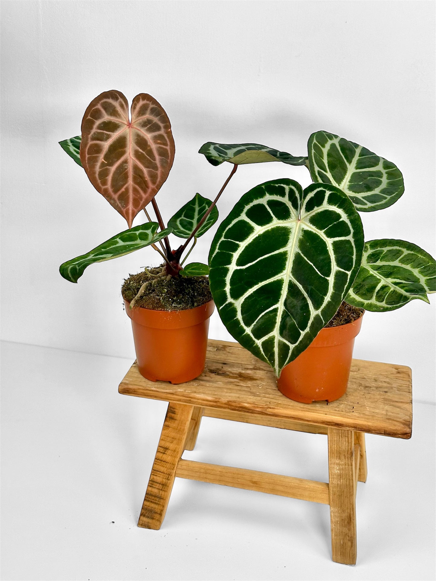 Anthurium Pink Blush