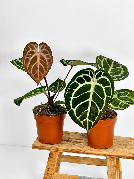 Anthurium Pink Blush