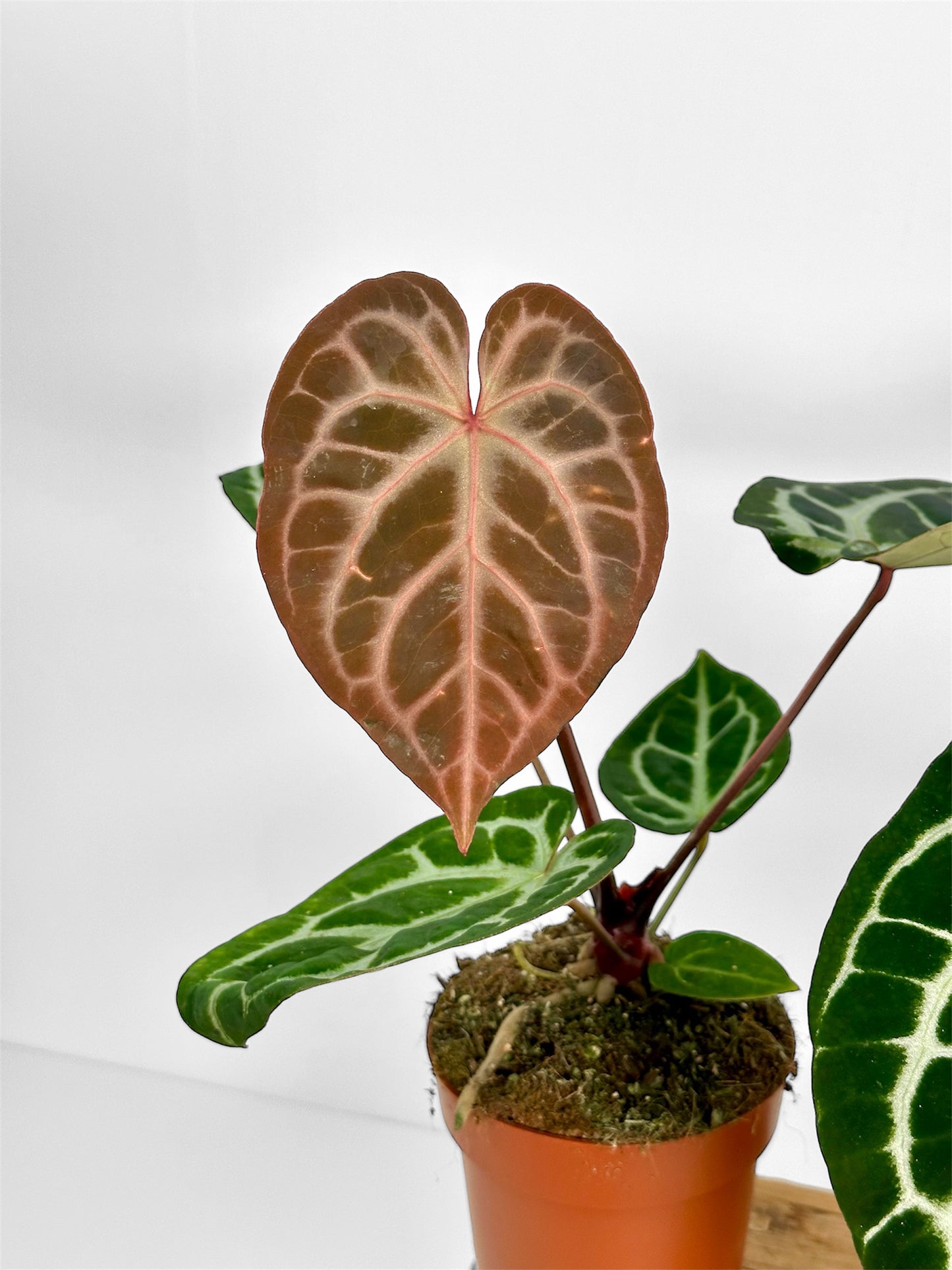Anthurium Pink Blush