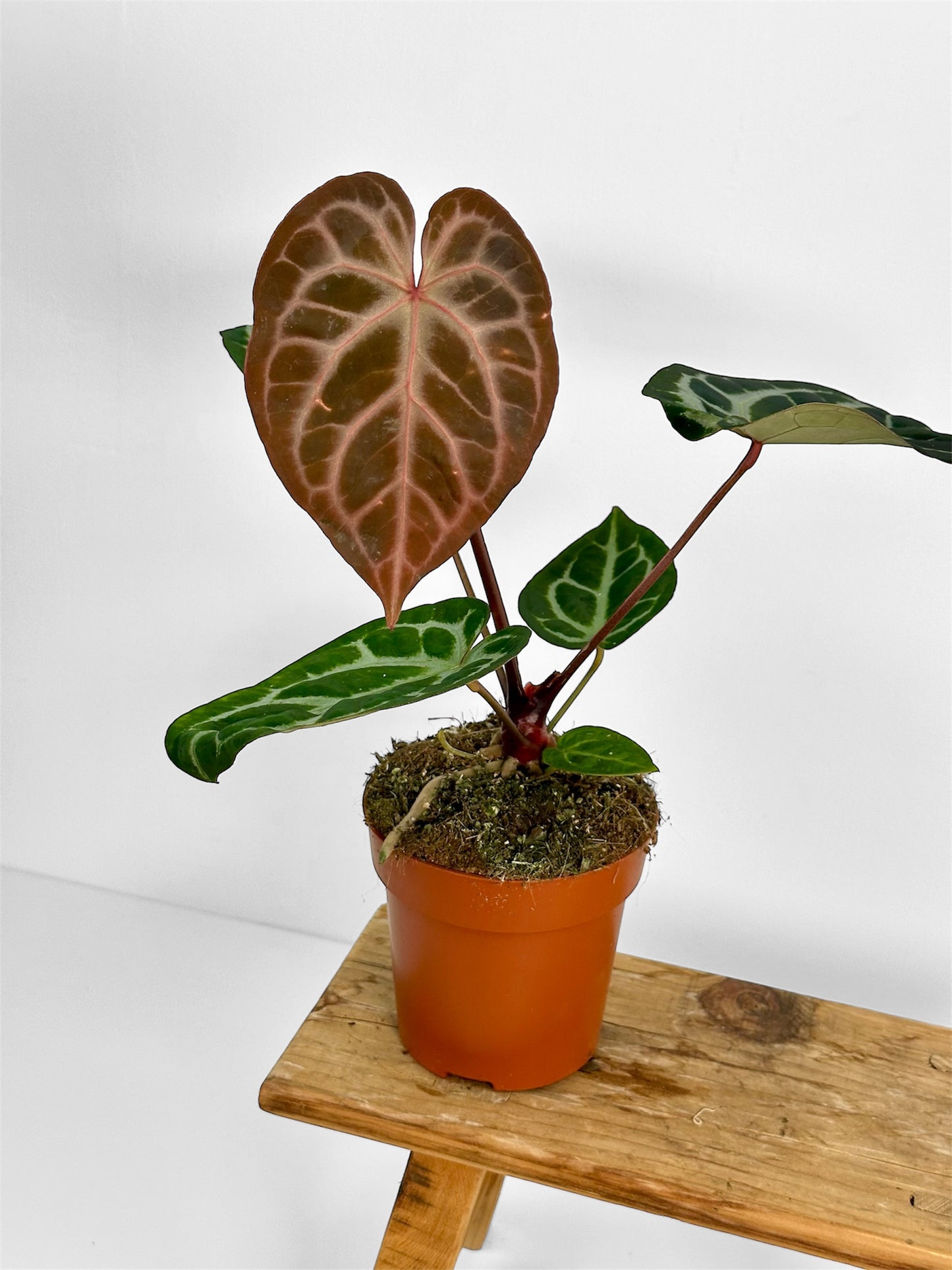Anthurium Pink Blush