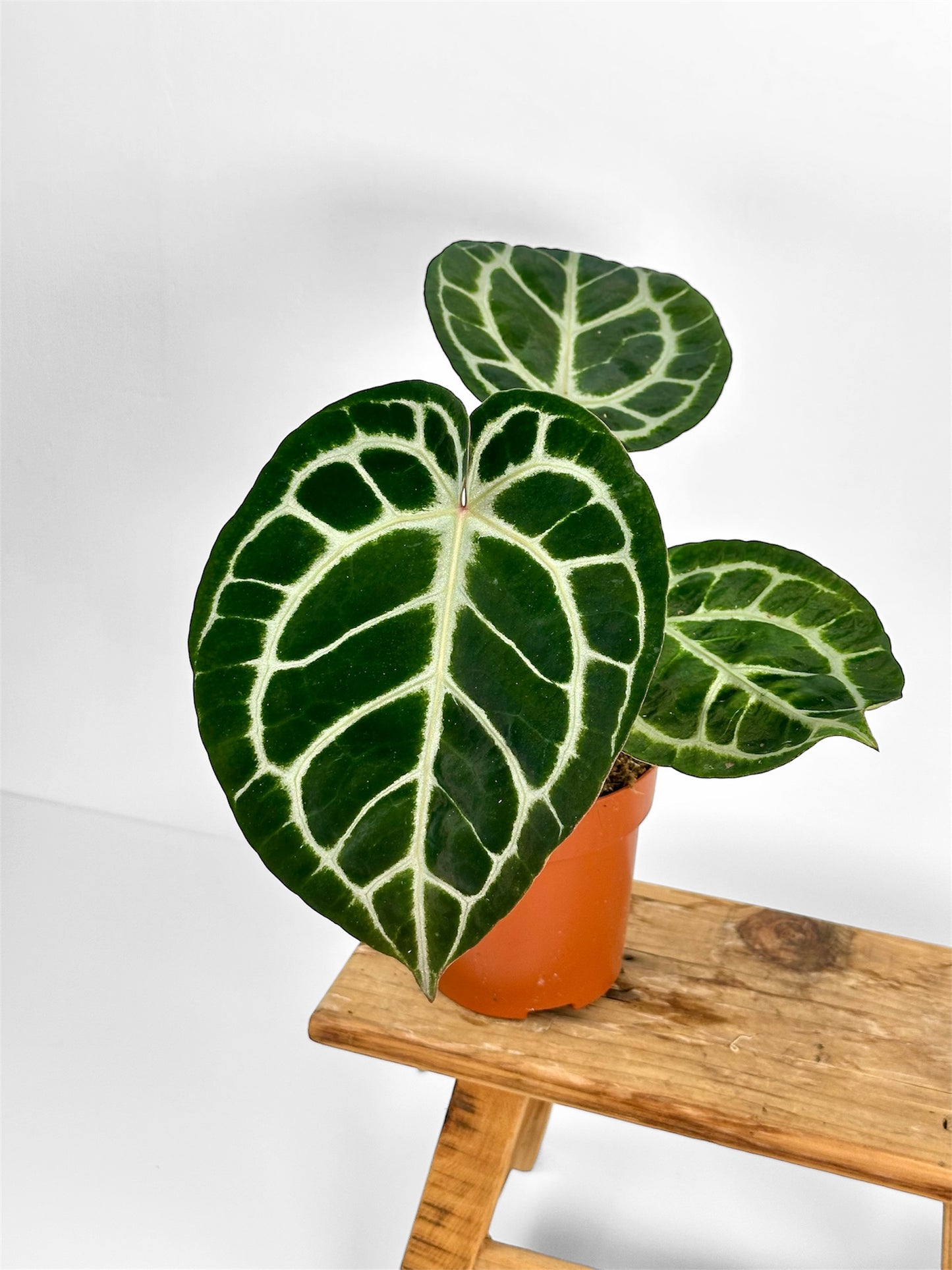 Anthurium Pink Blush