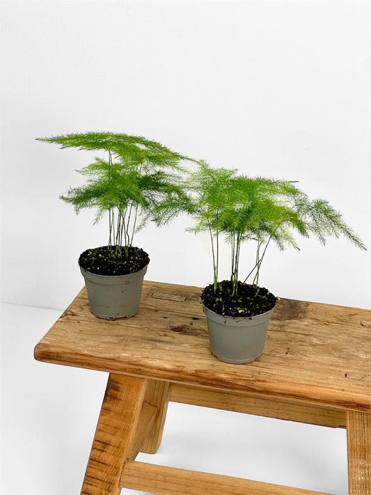 Asparagus Plumosus - Baby plant