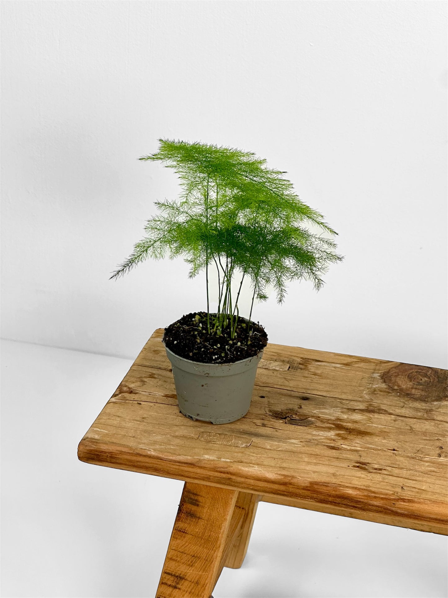 Asparagus Plumosus - Baby plant