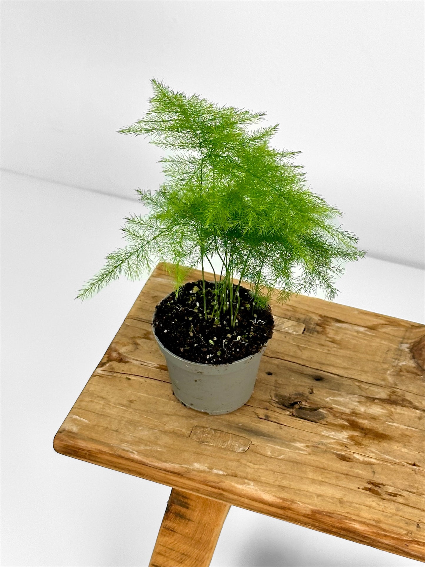 Asparagus Plumosus - Baby plant