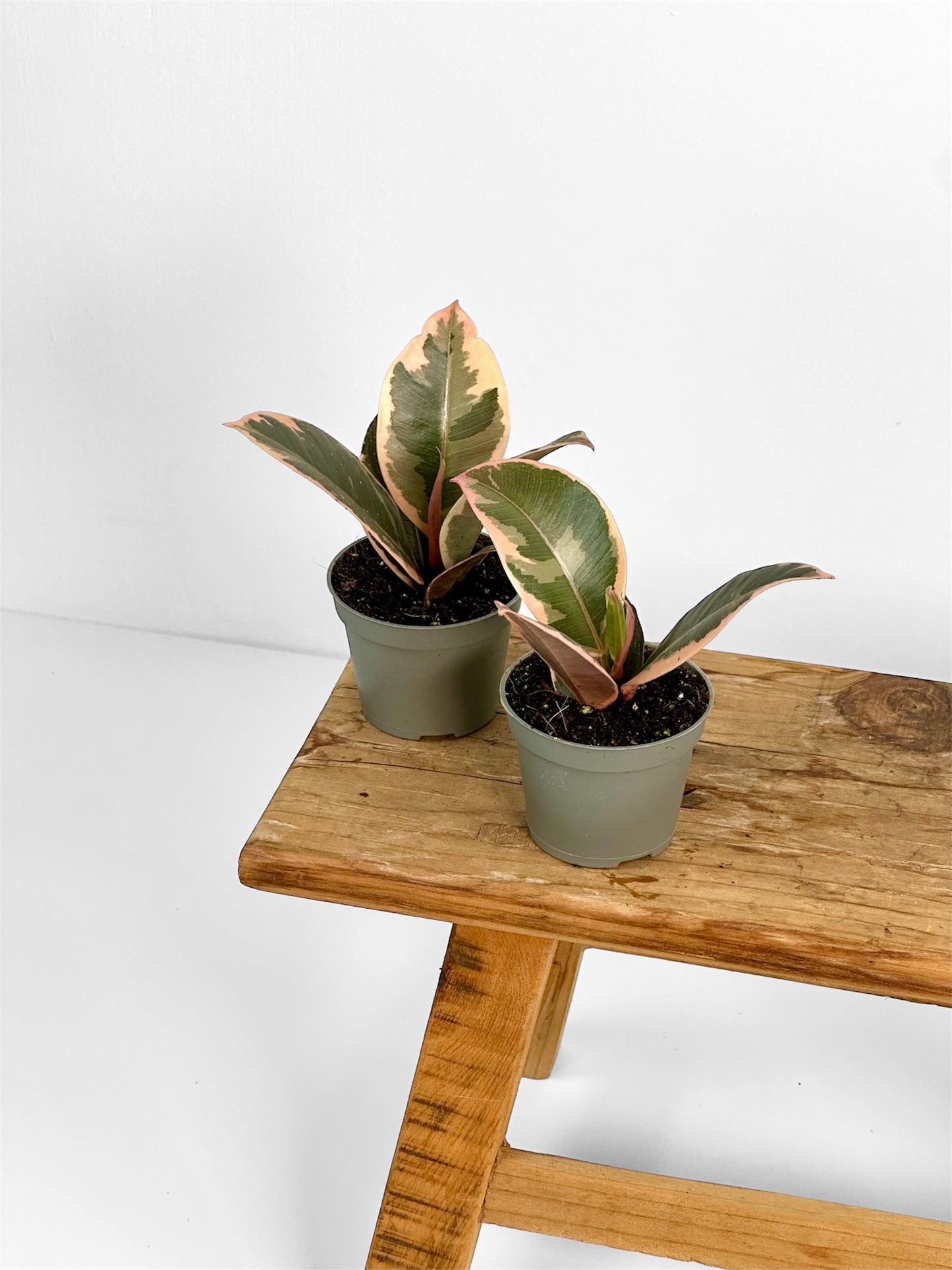 Ficus Elastica Tineke Ruby - Baby plant