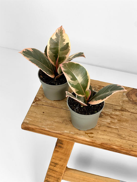 Ficus Elastica Tineke Ruby - Baby plant