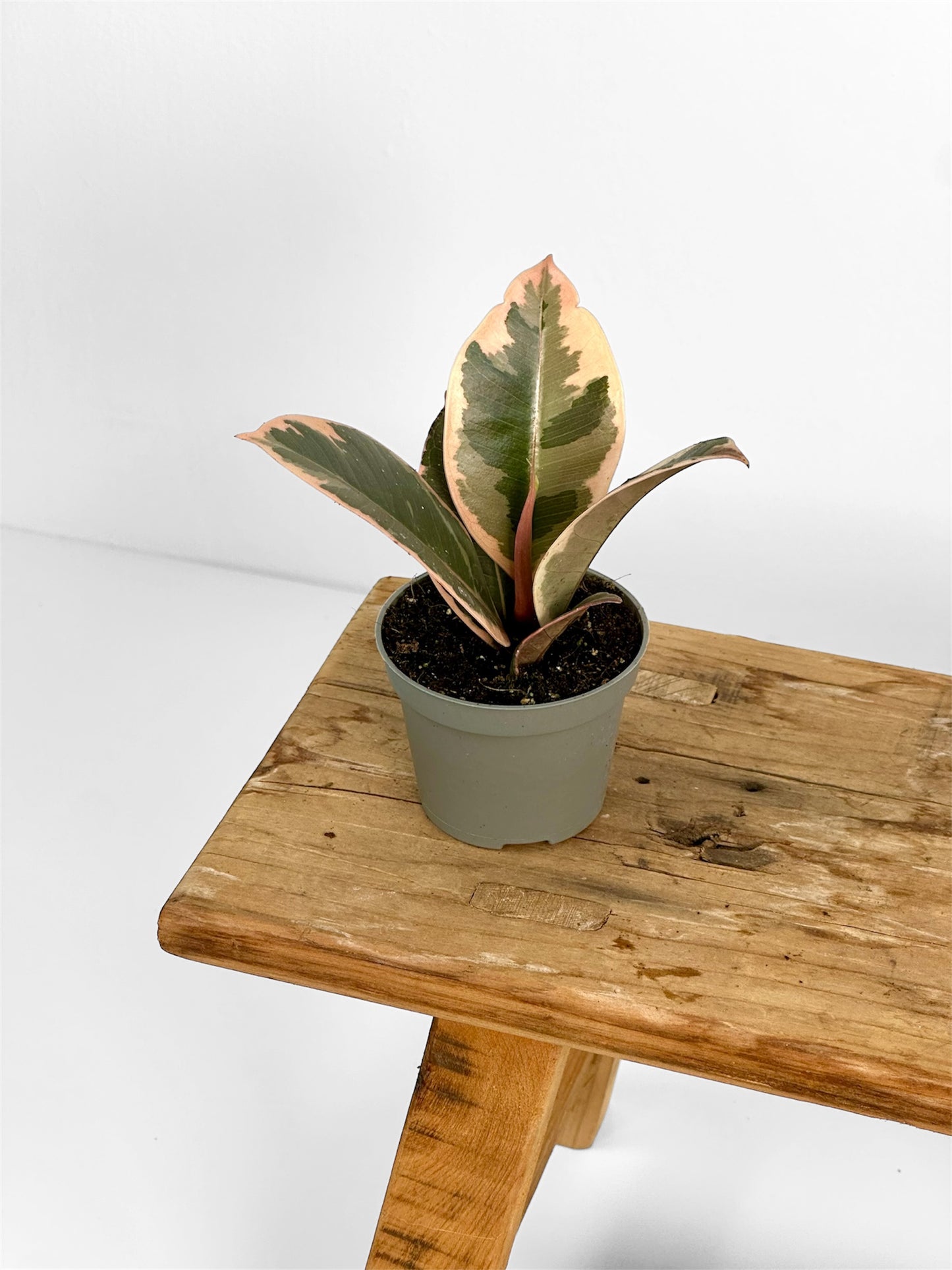 Ficus Elastica Tineke Ruby - Baby plant