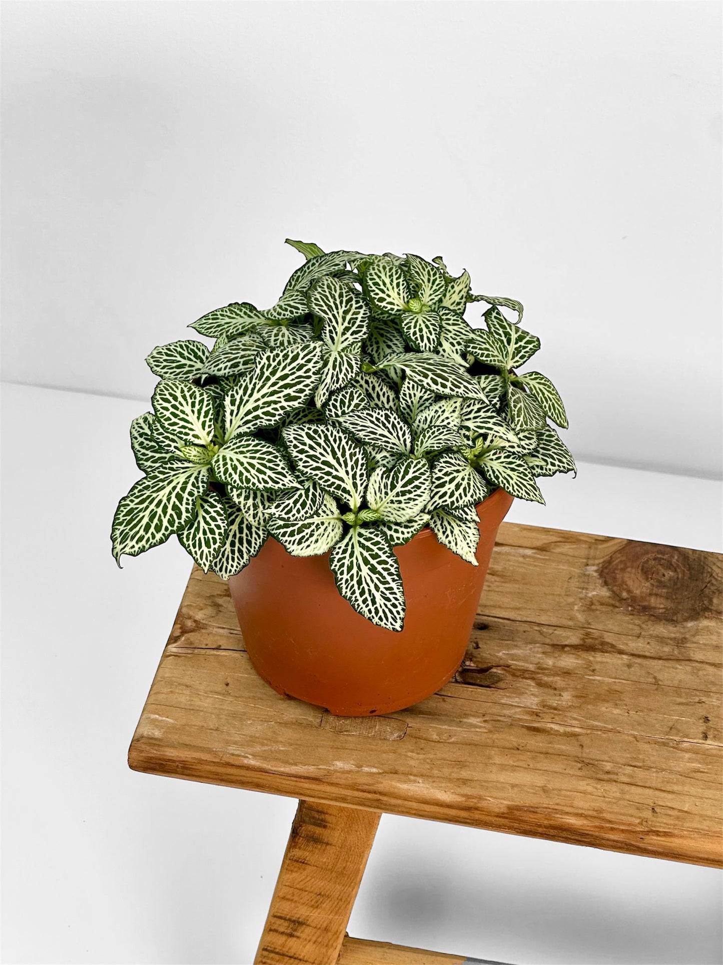Fittonia Whisper