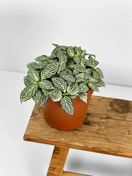Fittonia Whisper
