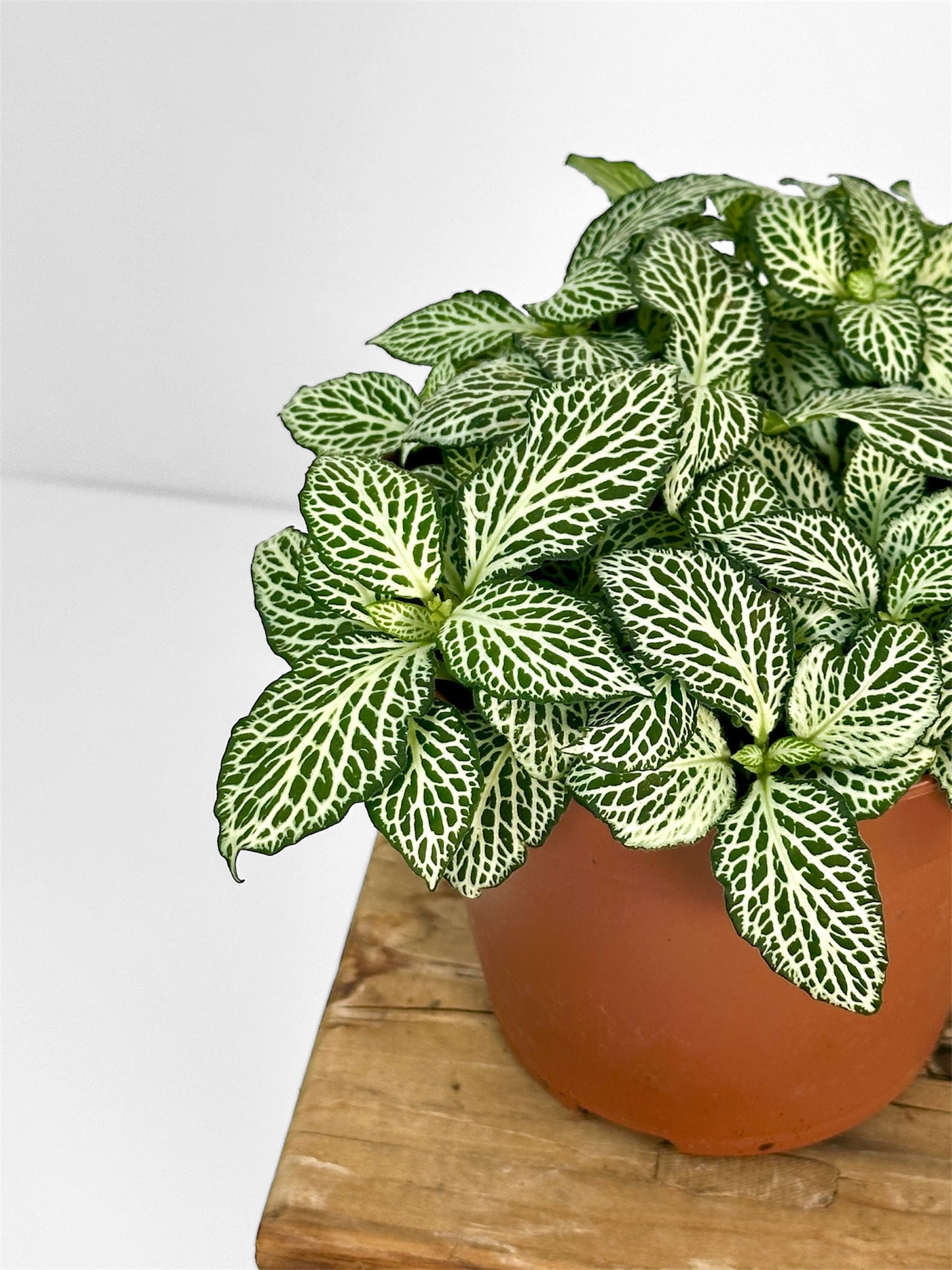 Fittonia Whisper