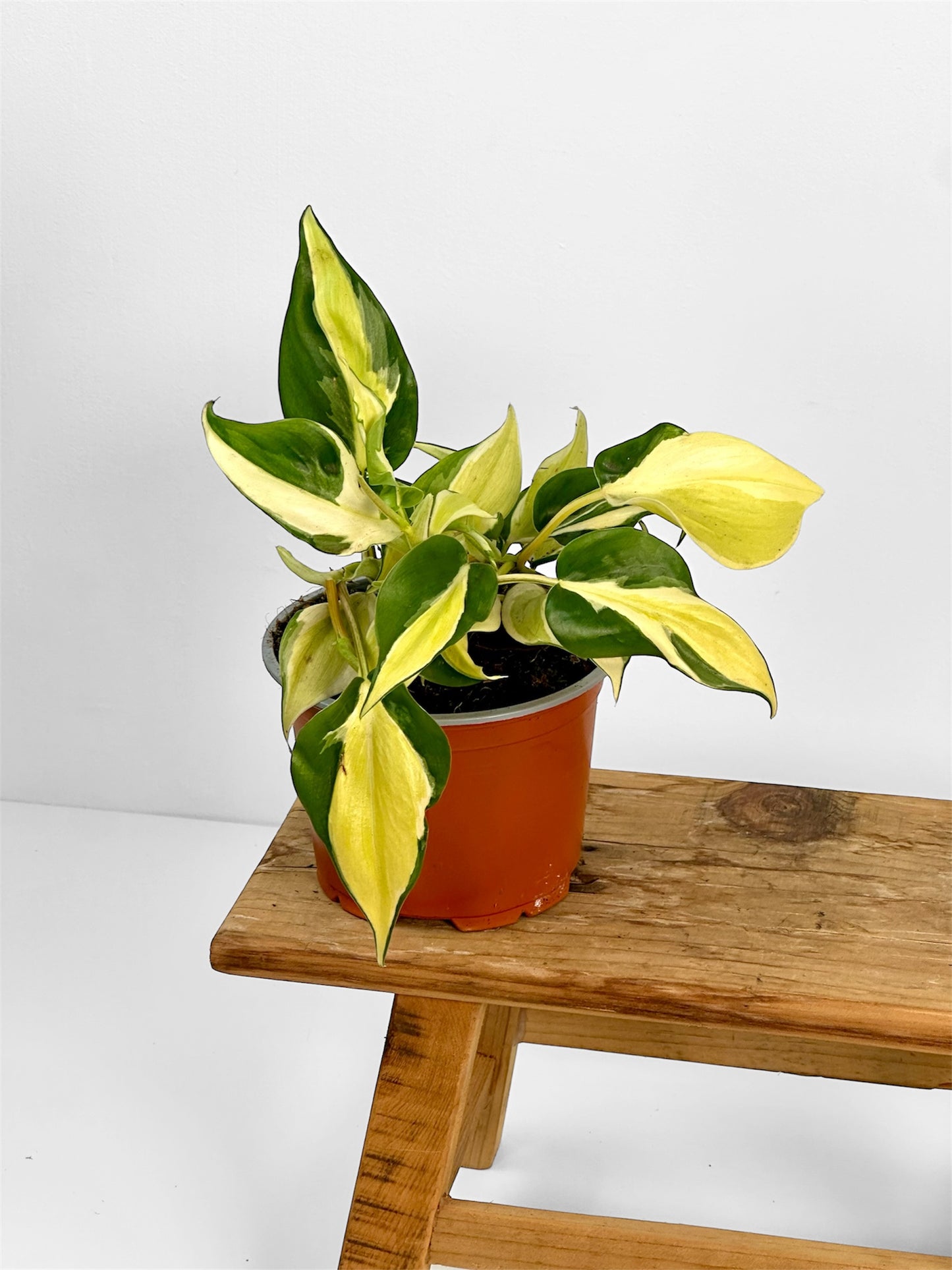 Philodendron Rio