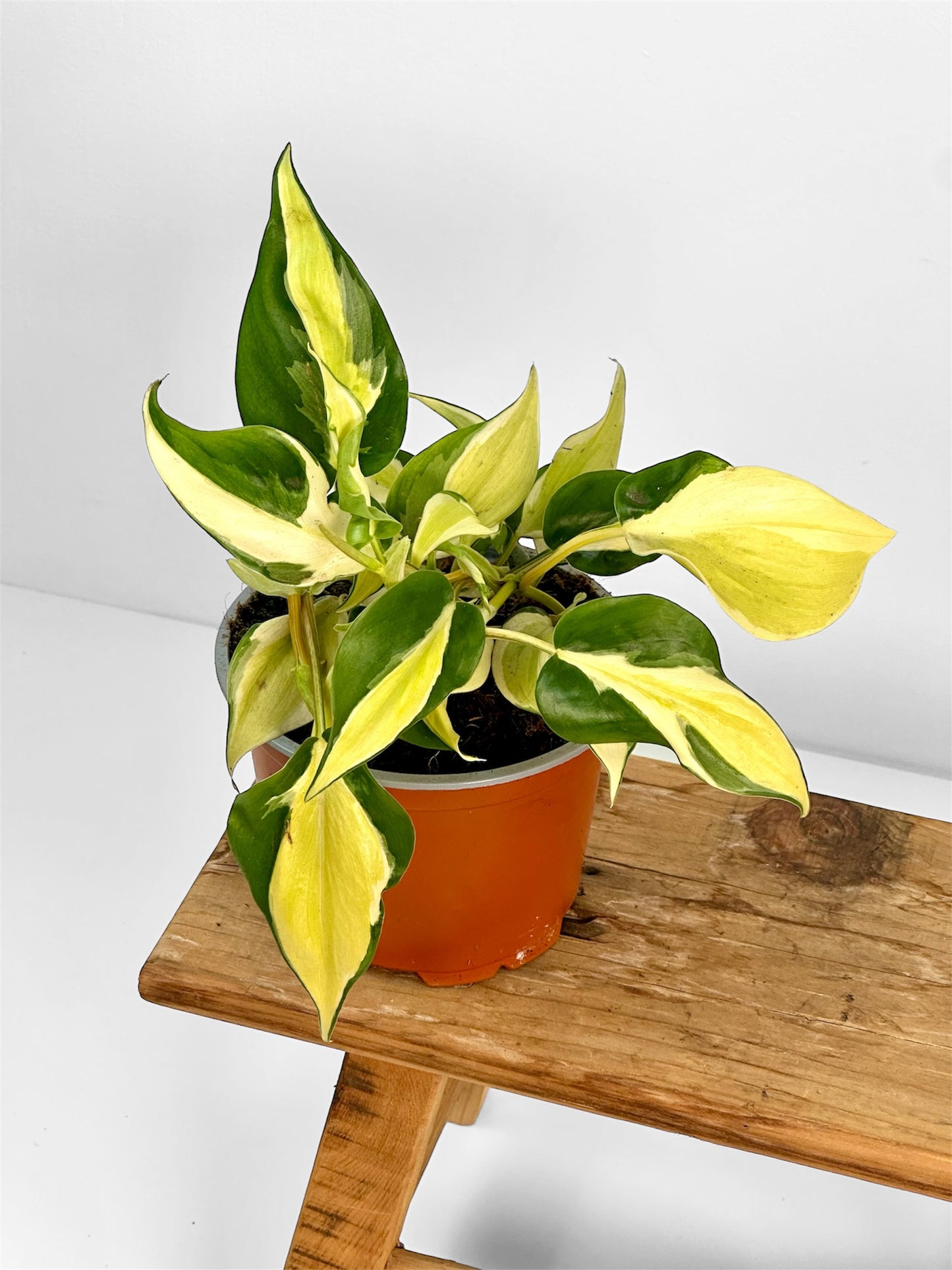 Philodendron Rio
