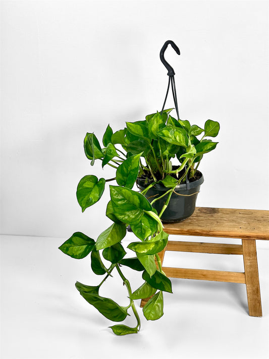 Epipremnum Global Green - suspension